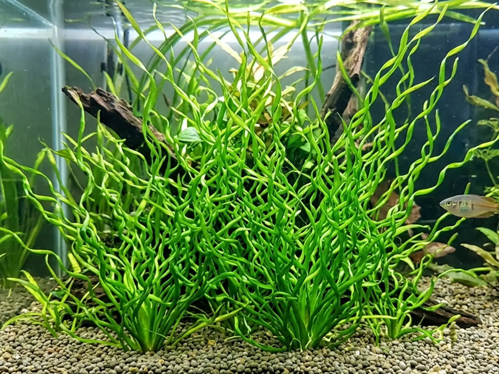 Helanthium bolivianum 'Vesuvius'