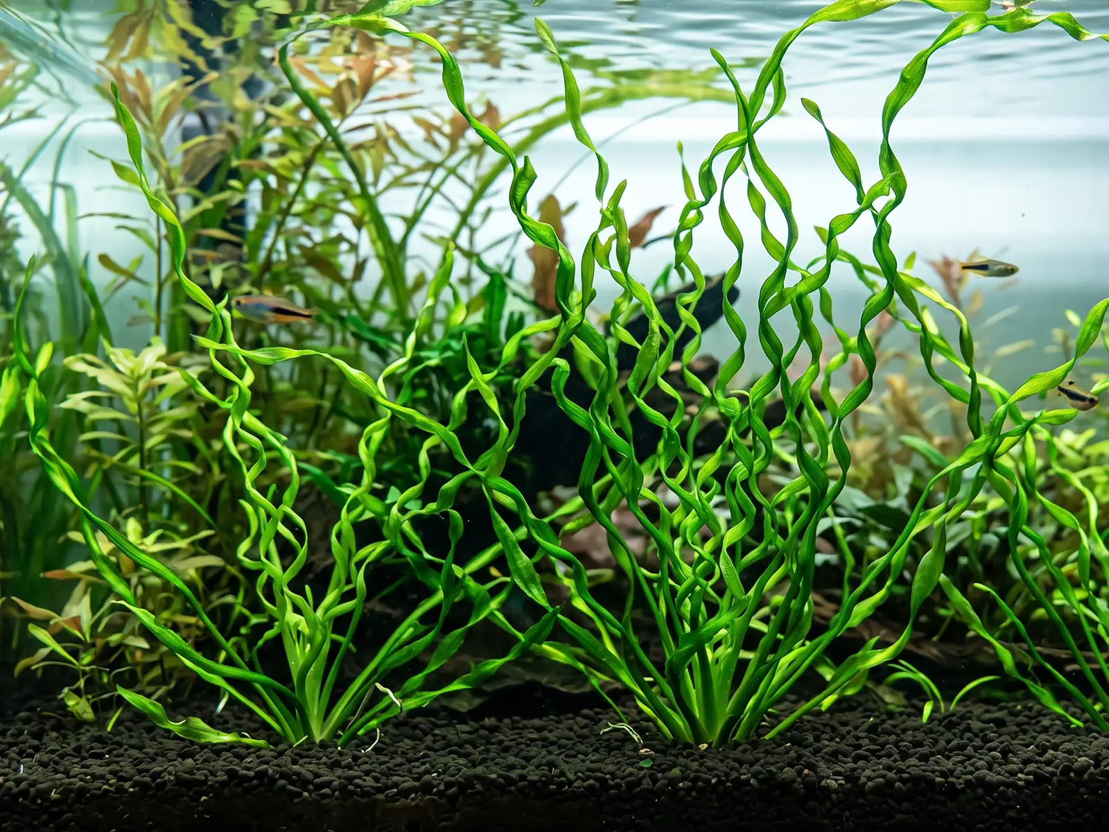 Helanthium bolivianum 'Vesuvius'