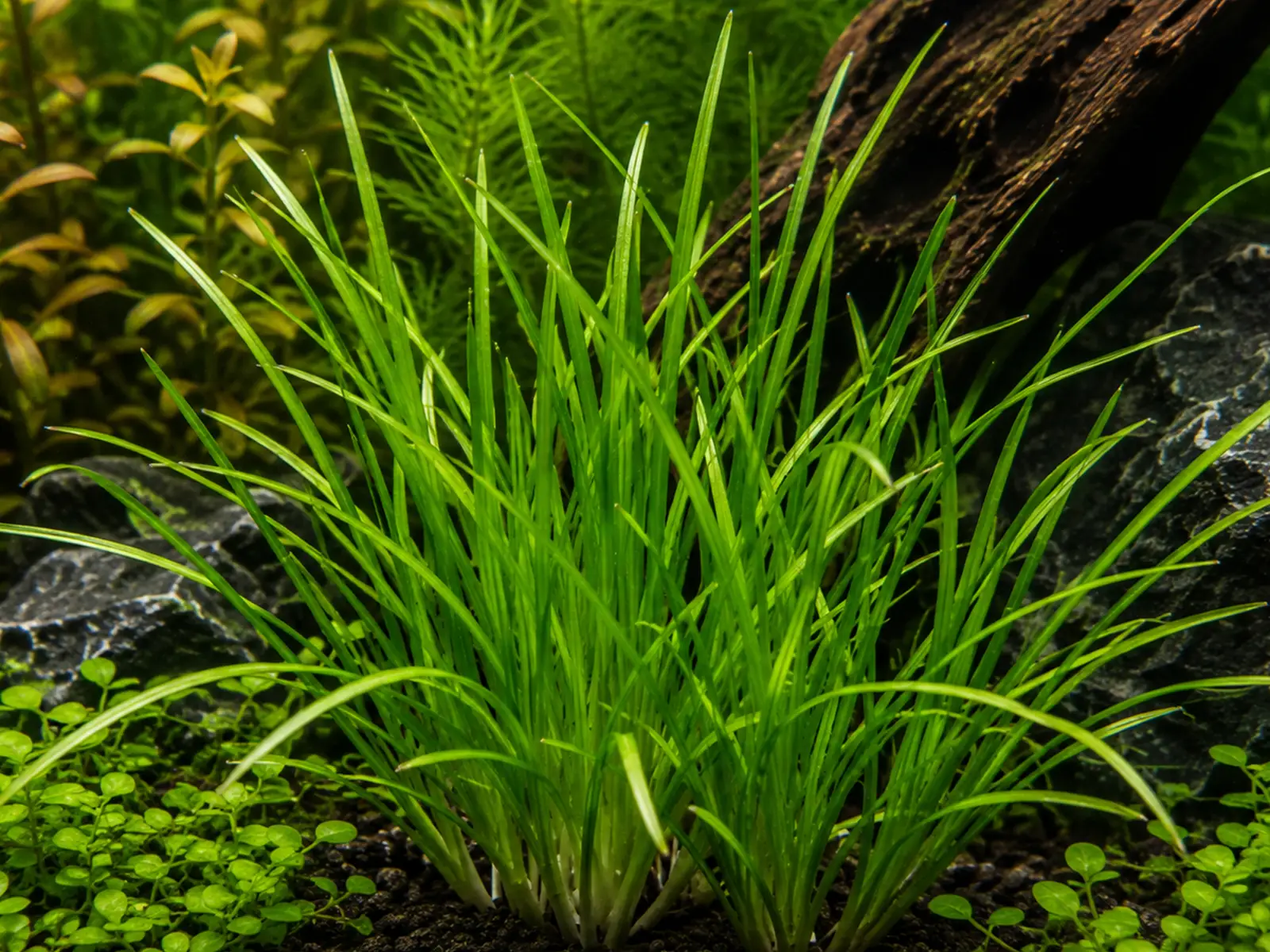 Helanthium bolivianum
