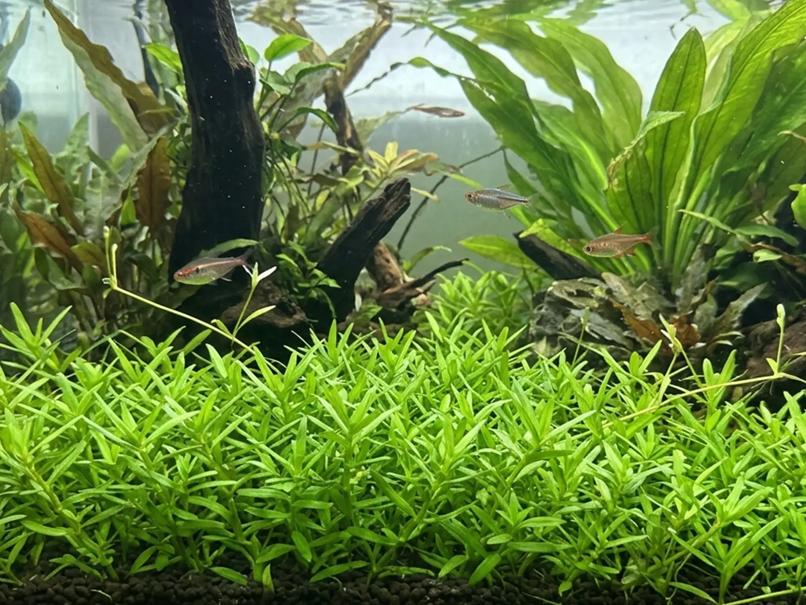 Helanthium bolivianum