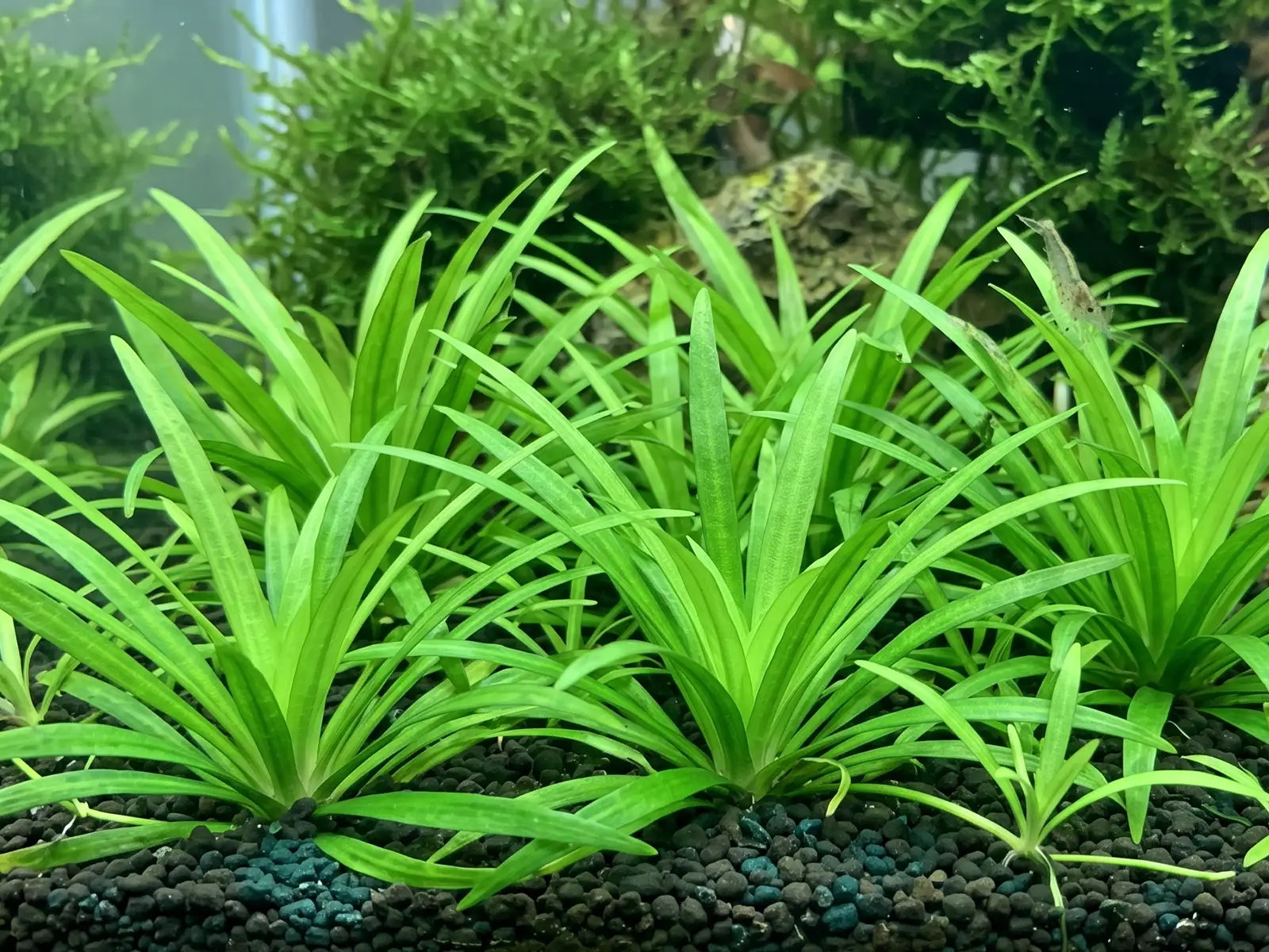 Helanthium bolivianum