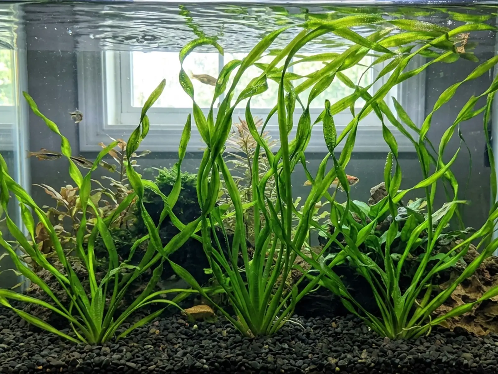 Corkscrew Vallisneria