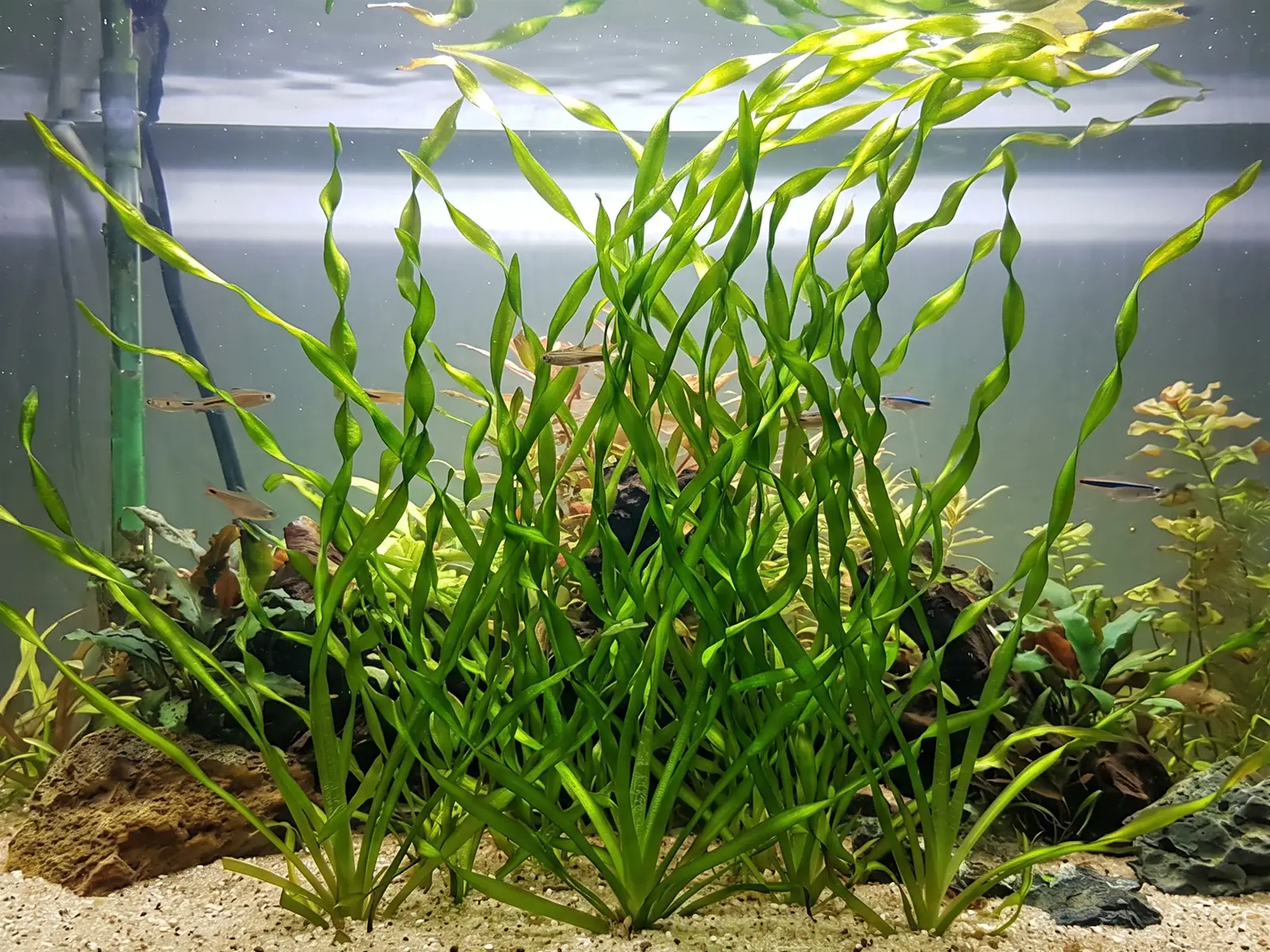 Corkscrew Vallisneria