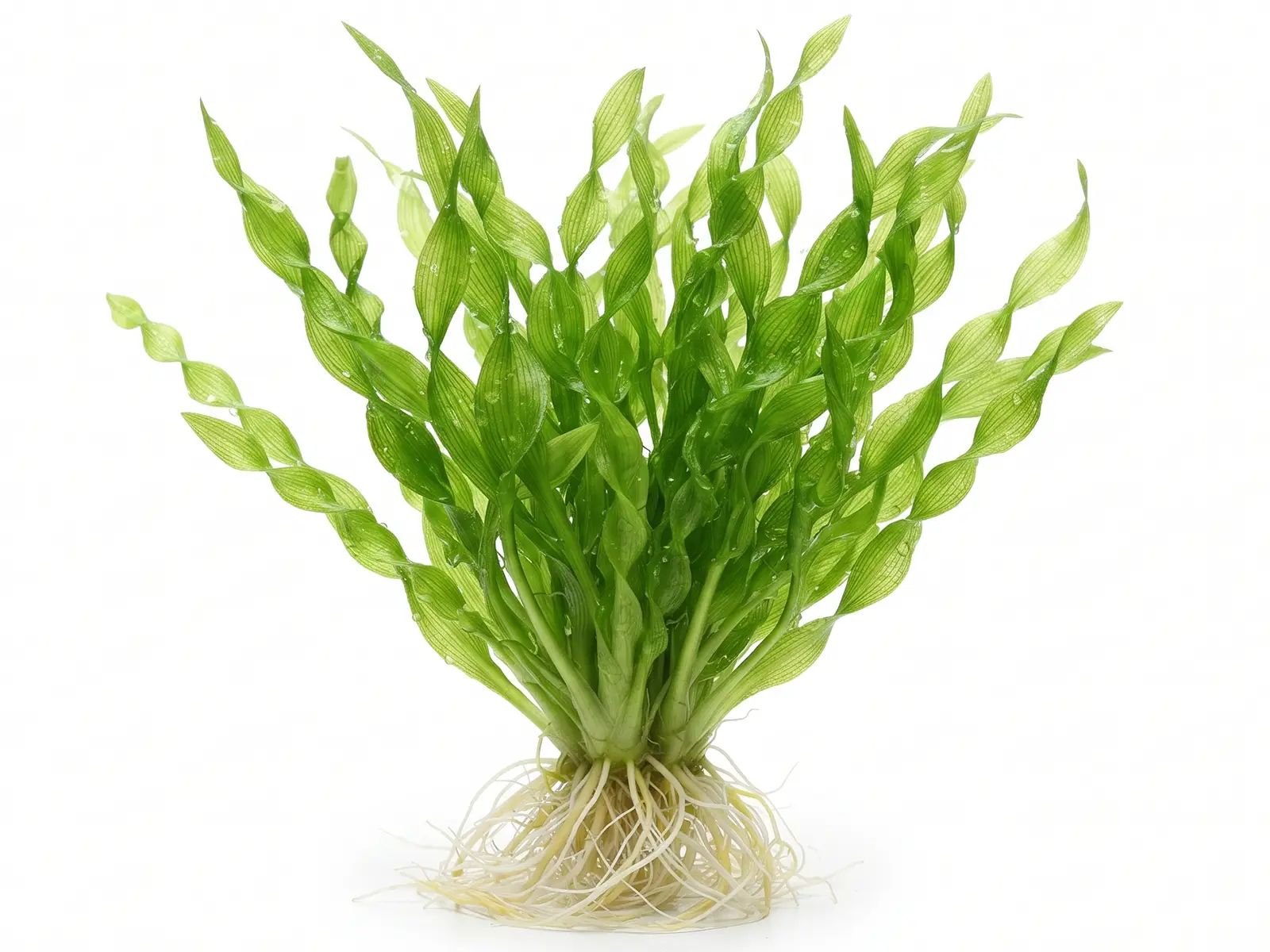Corkscrew Vallisneria