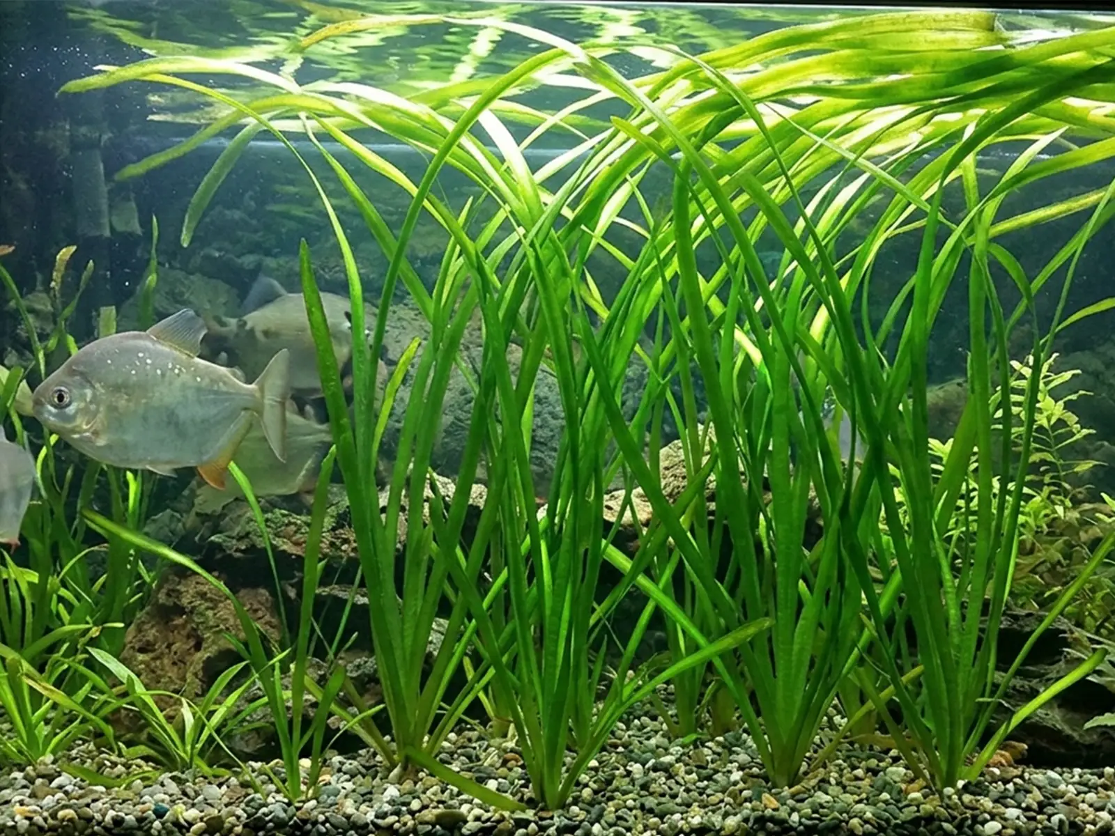 Jungle Vallisneria