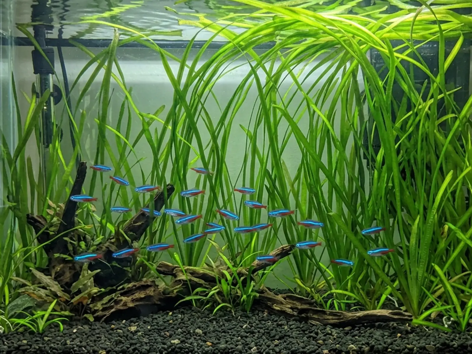 Jungle Vallisneria plant