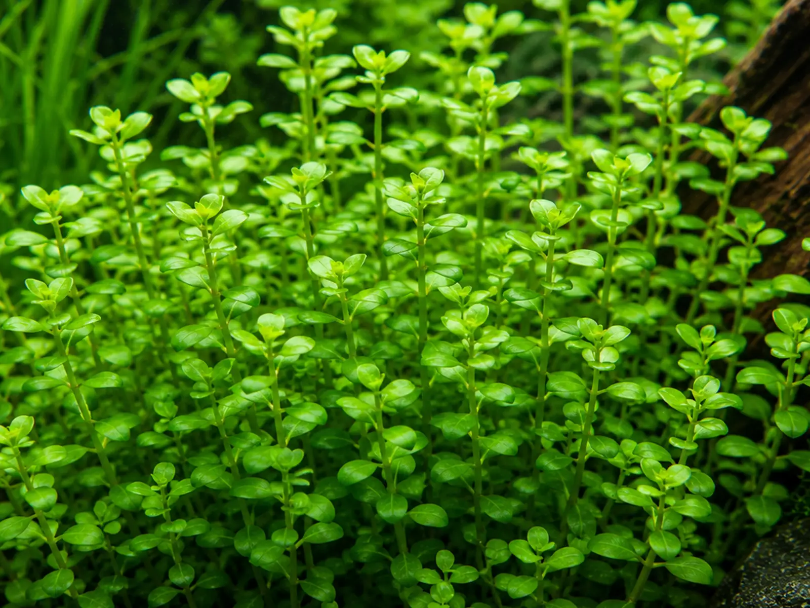 Bacopa monnieri
