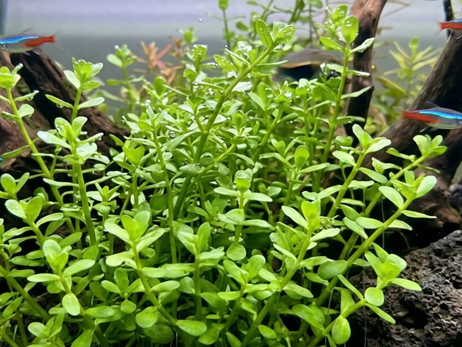 Bacopa 'Compact'