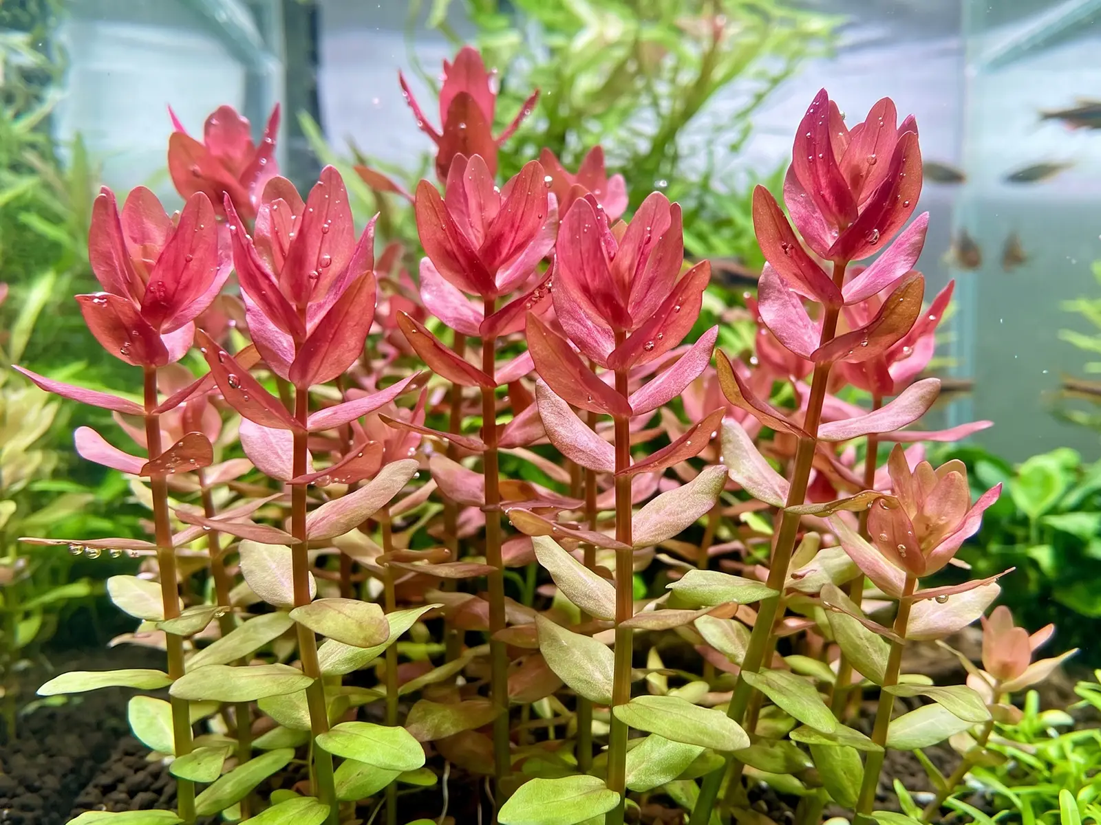 Bacopa 'Colorata'