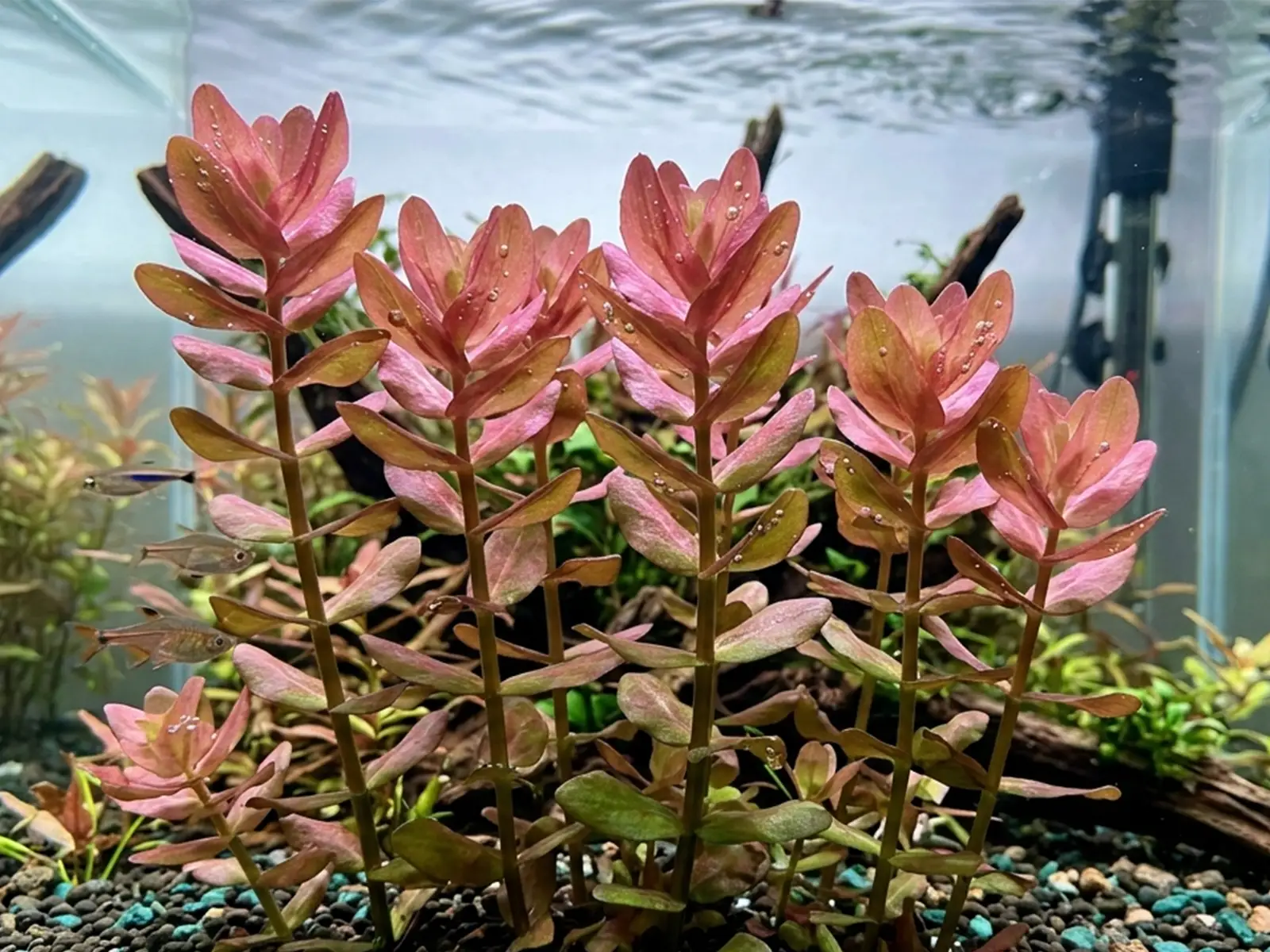 Bacopa 'Colorata'