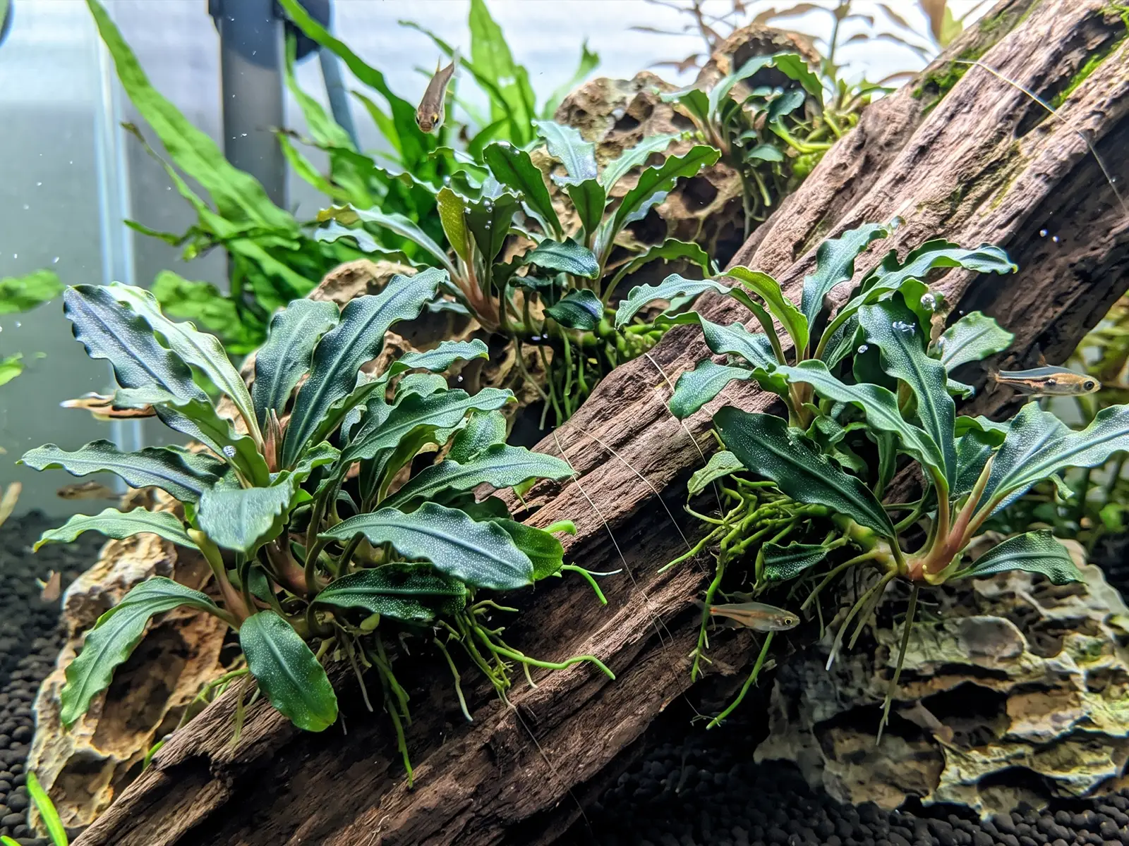 Bucephalandra 'Green Wavy'