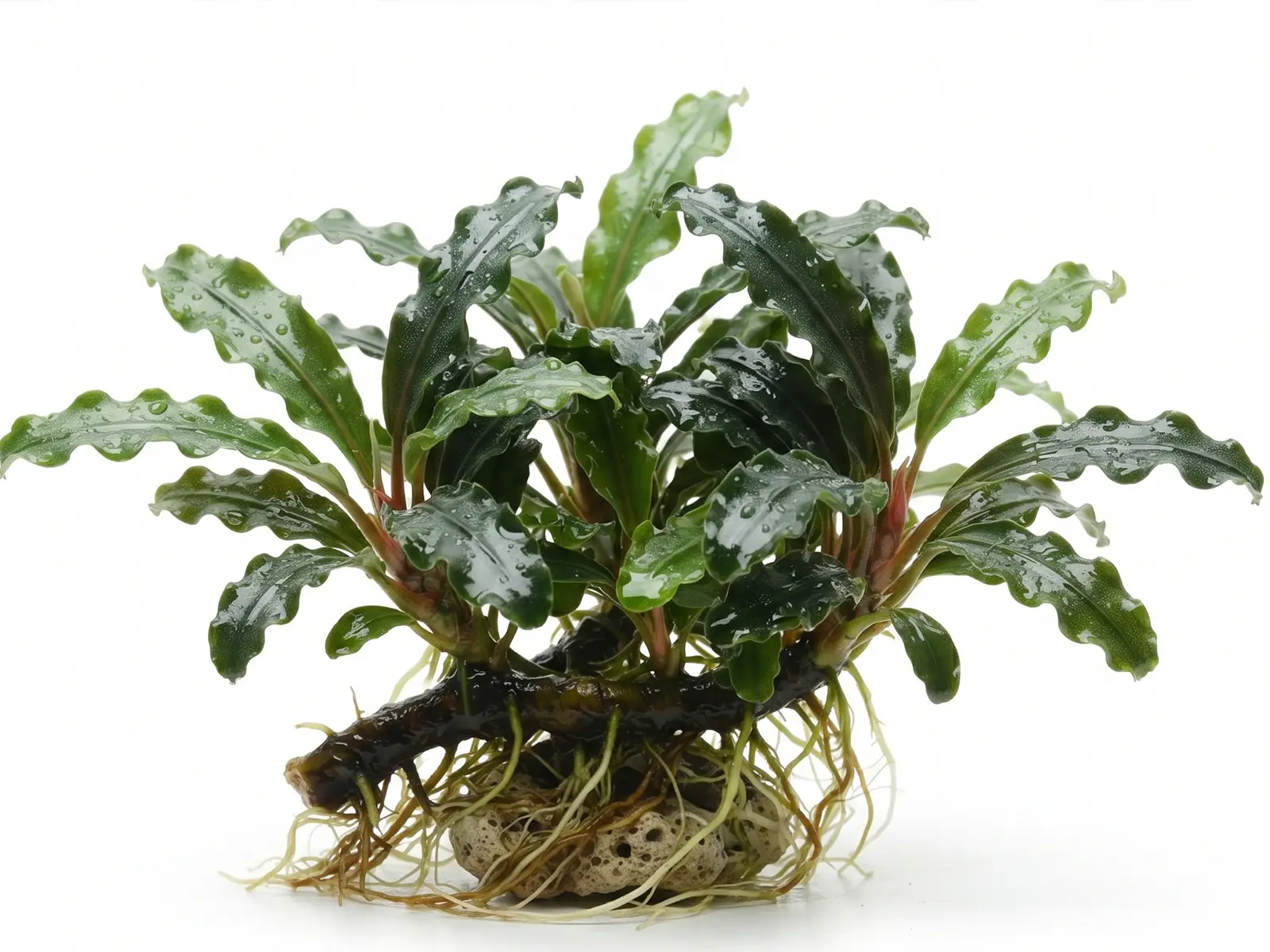 Bucephalandra 'Green Wavy'