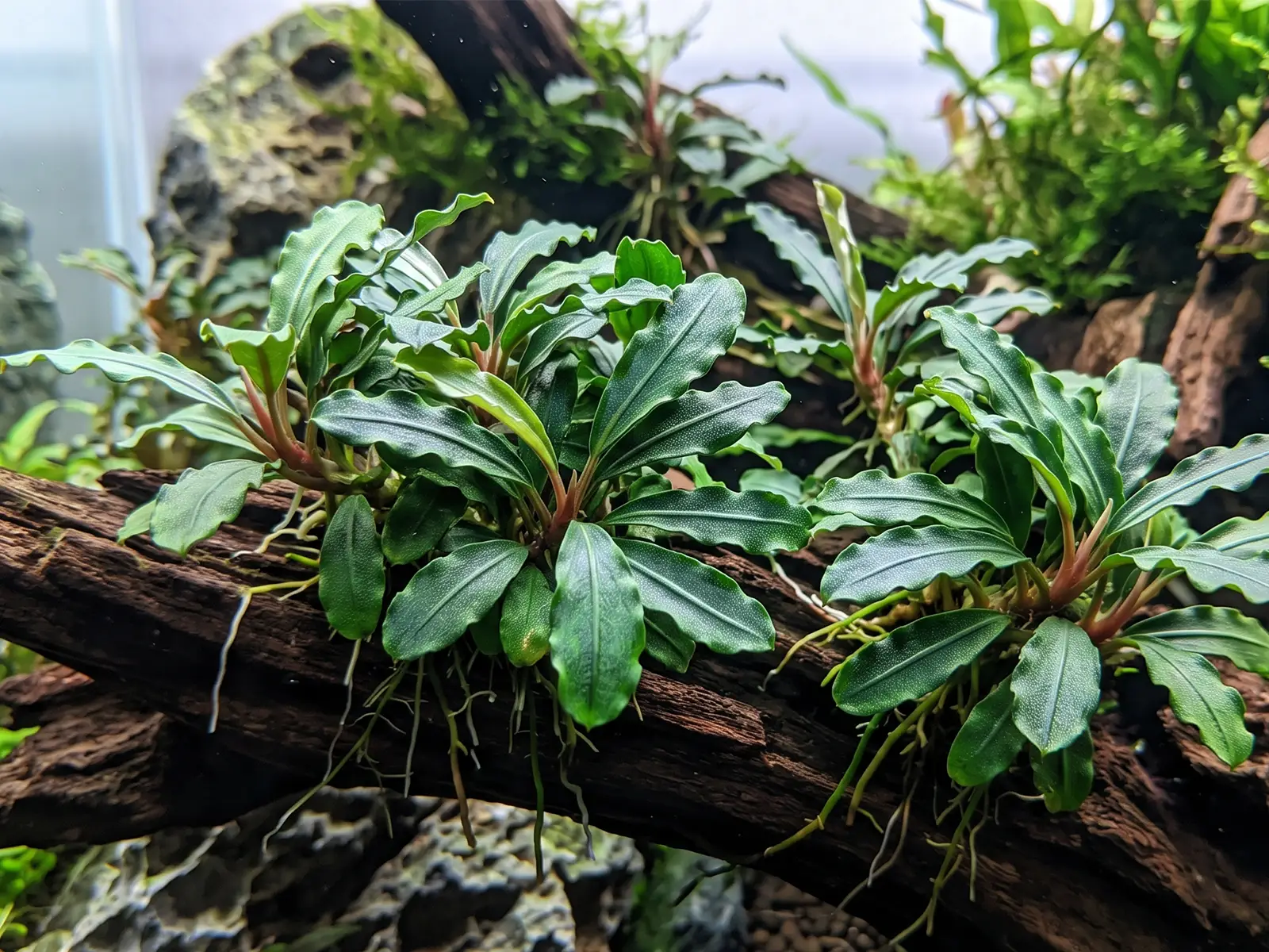 Bucephalandra 'Green Wavy'
