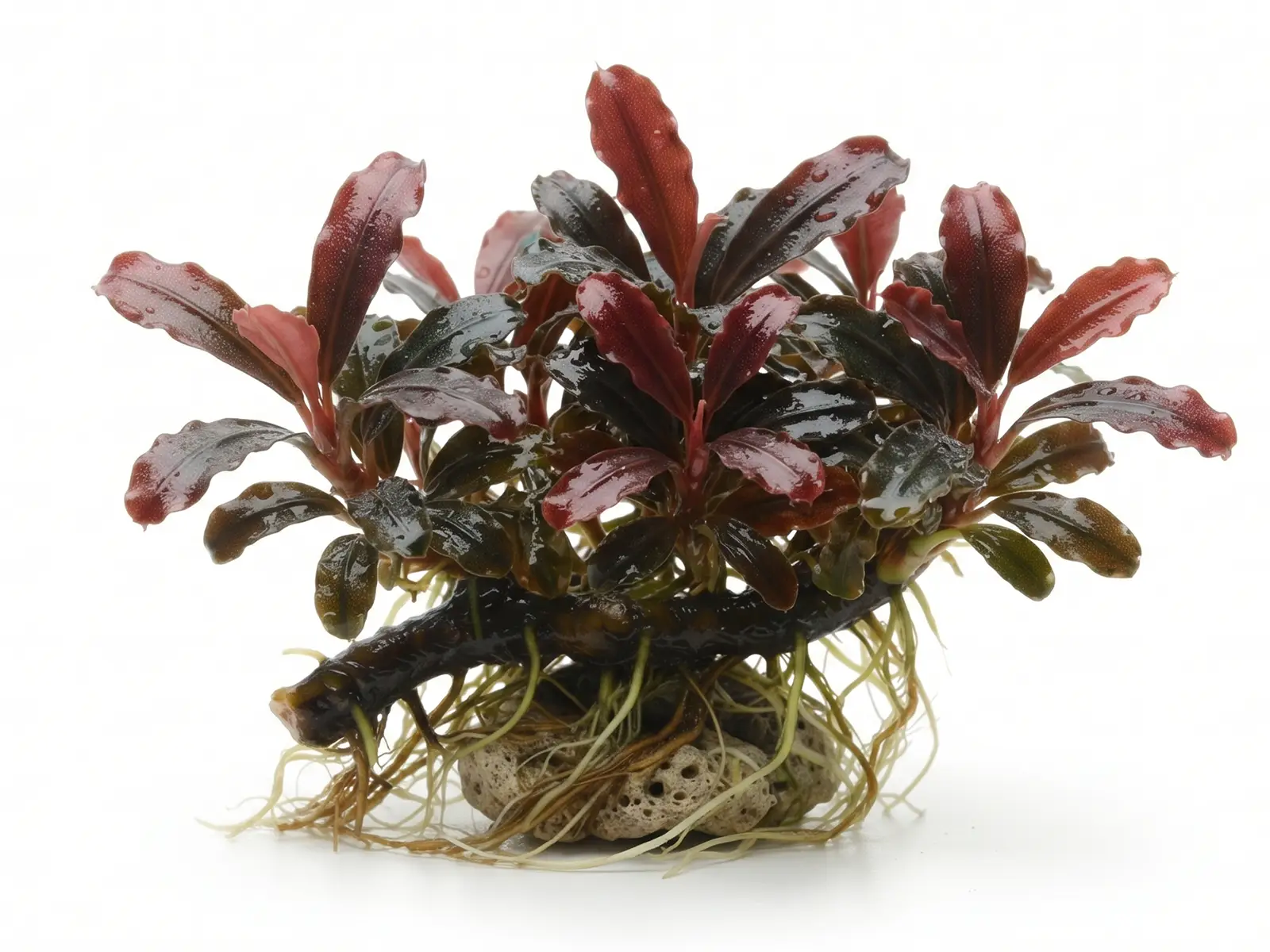 Bucephalandra sp.