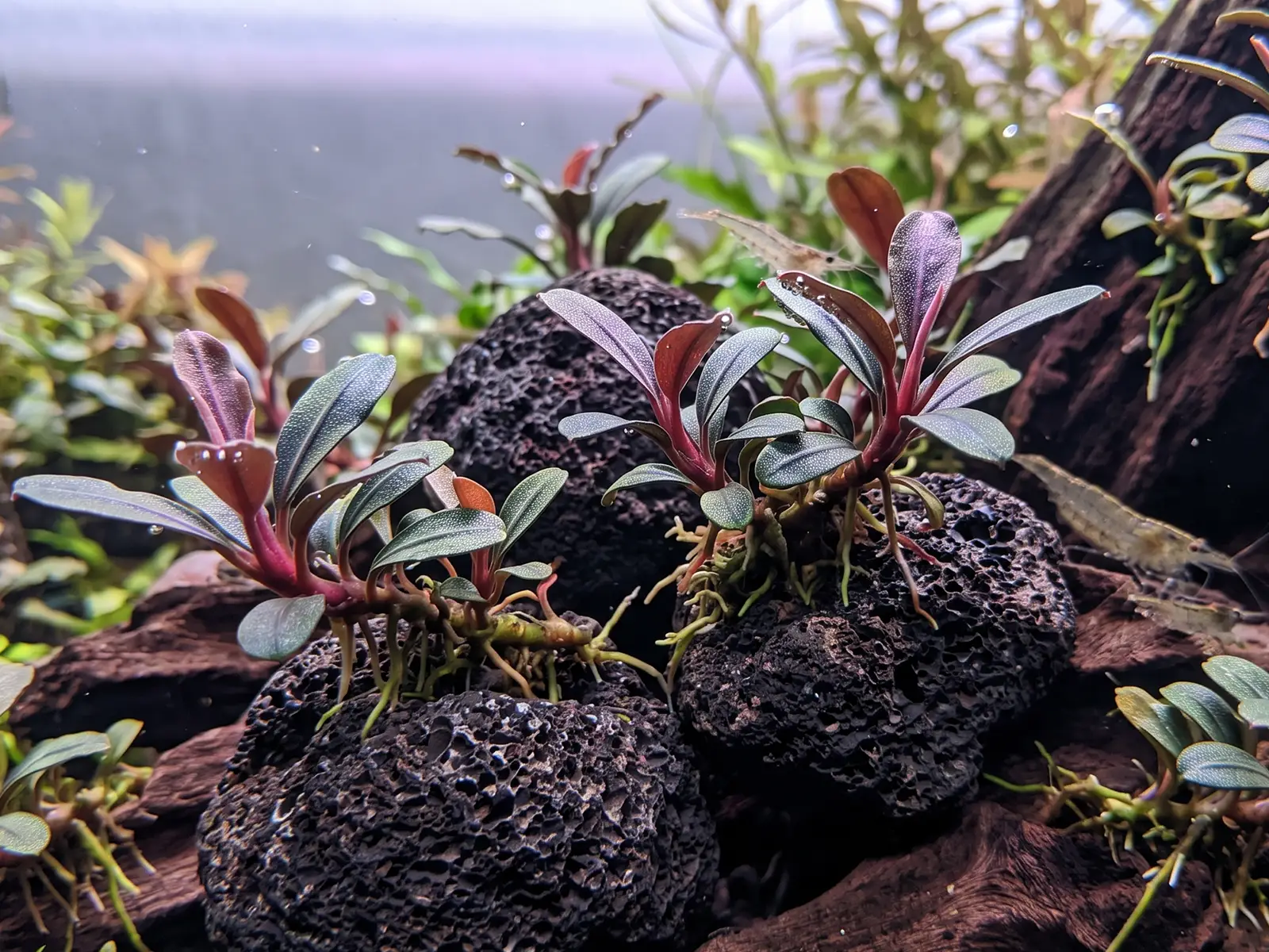 Bucephalandra 'Red Mini'