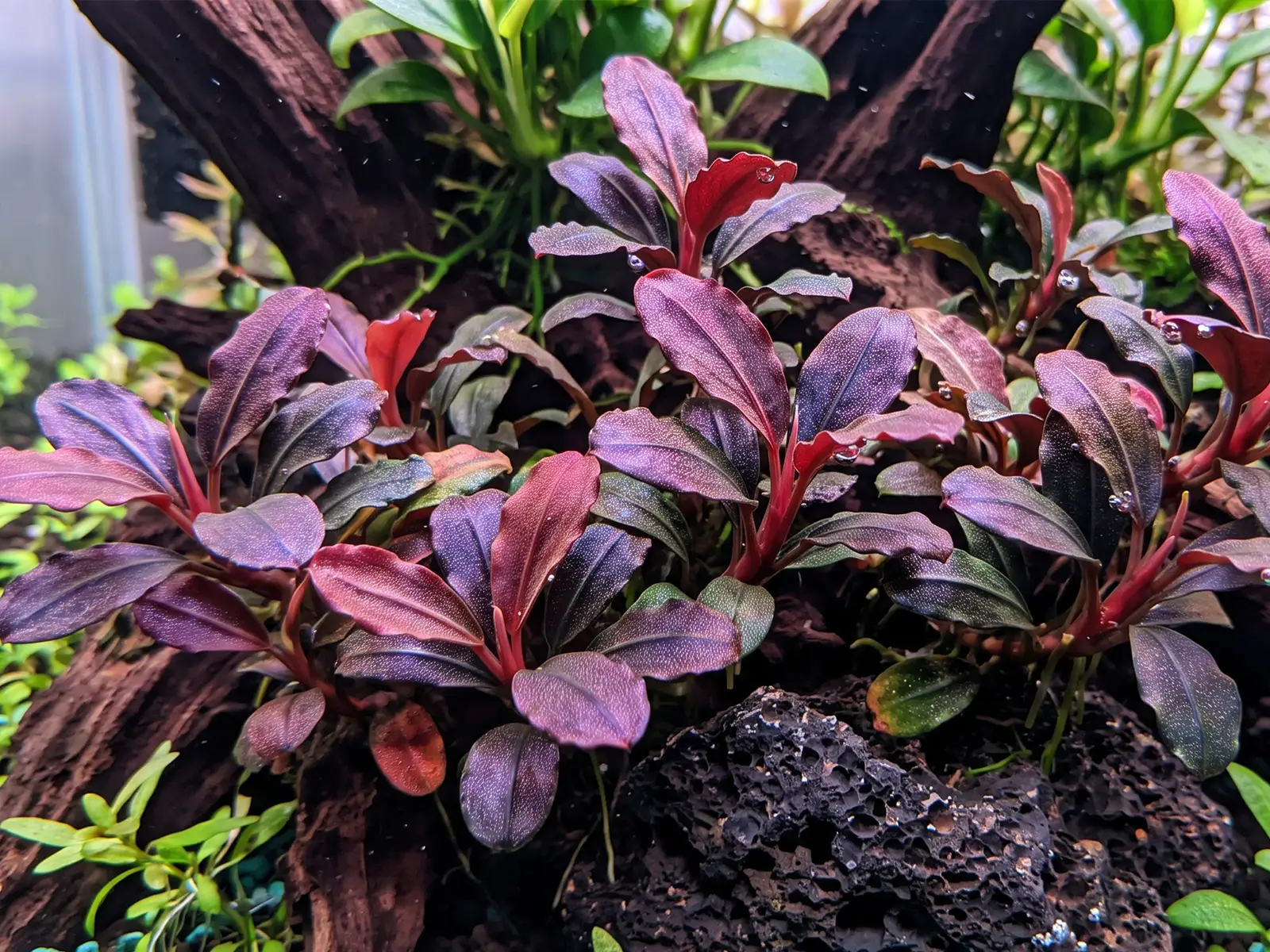 Bucephalandra 'Red Mini'