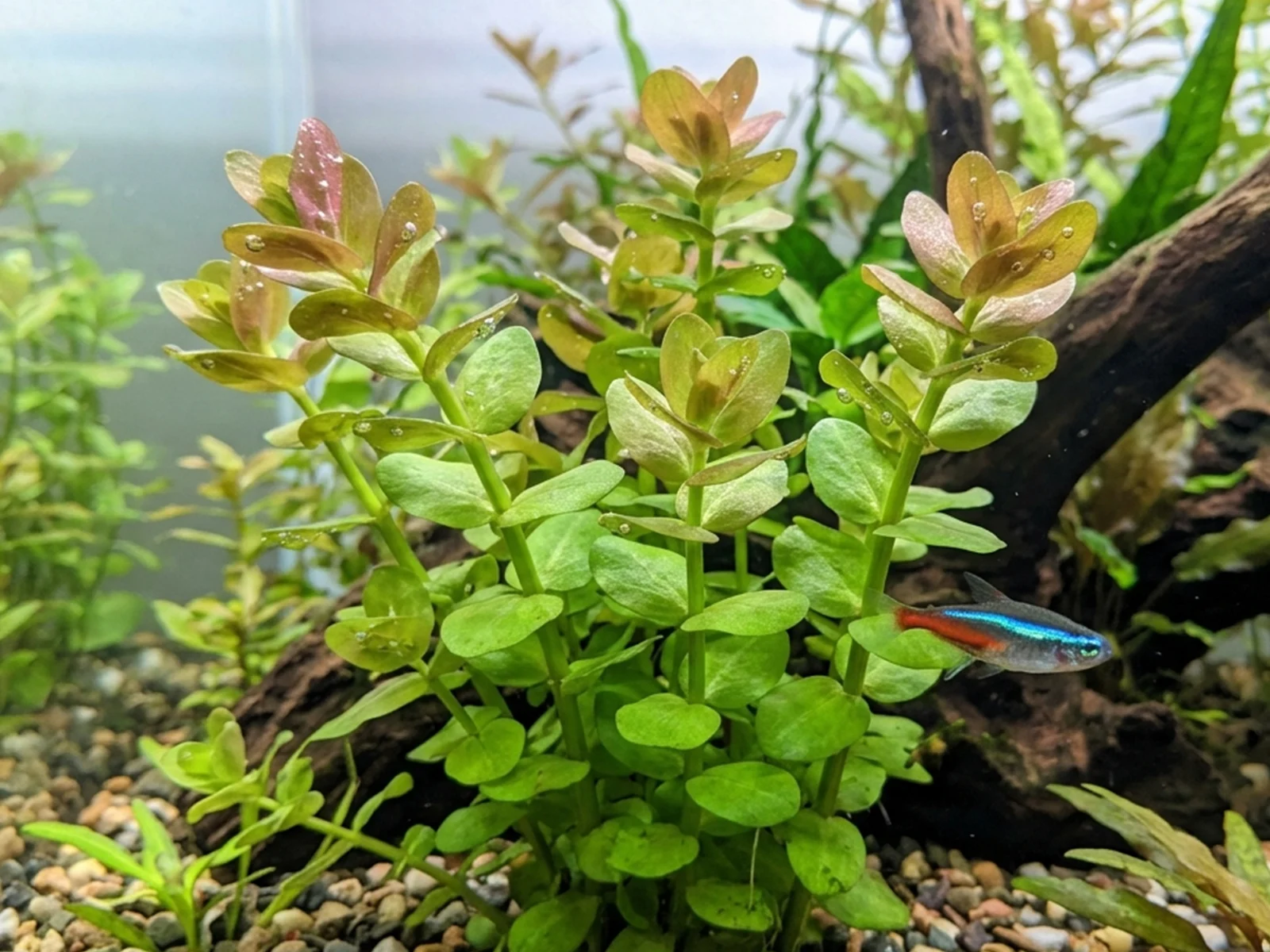 Lemon Bacopa in fish tank