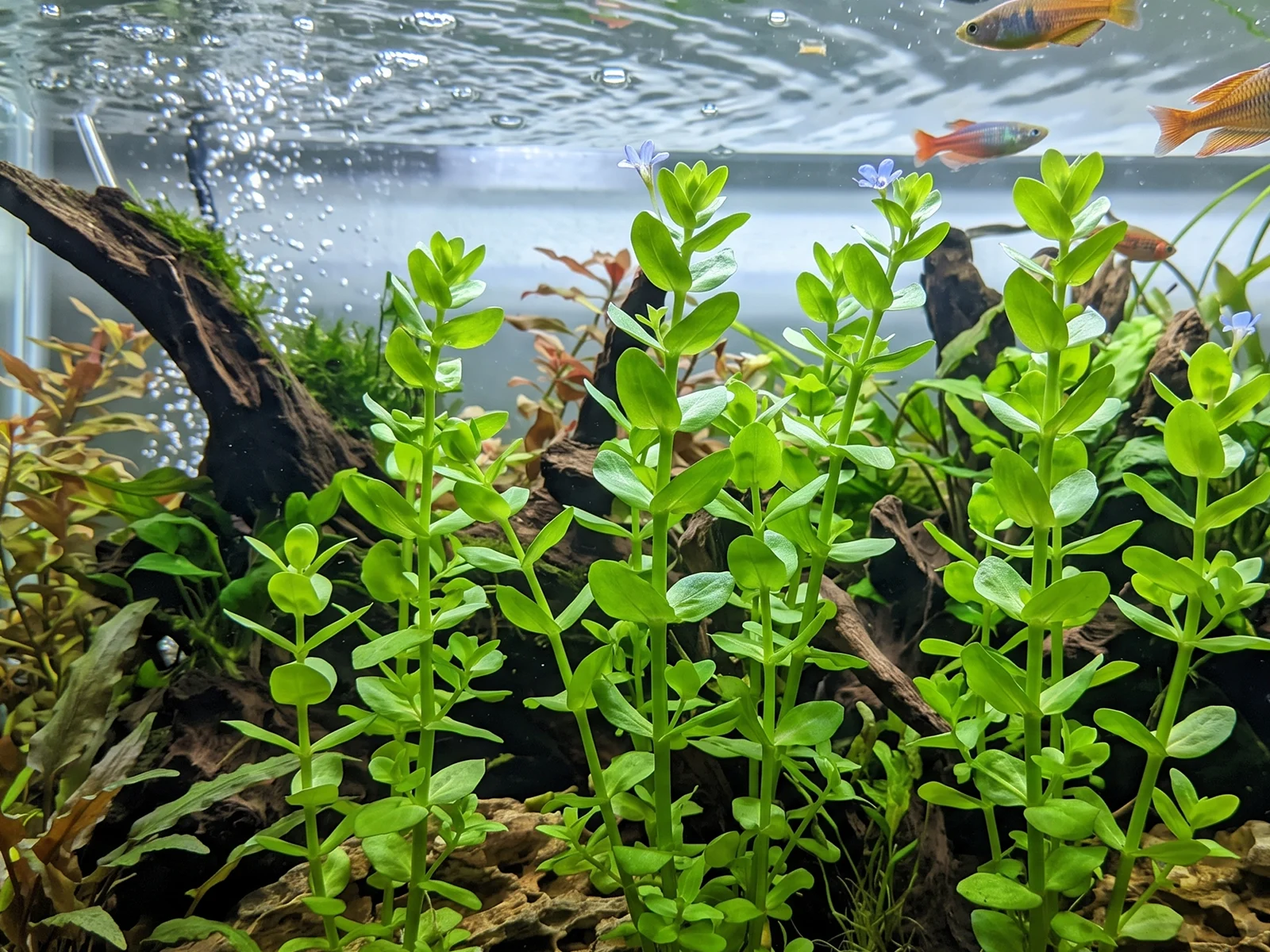 Lemon Bacopa