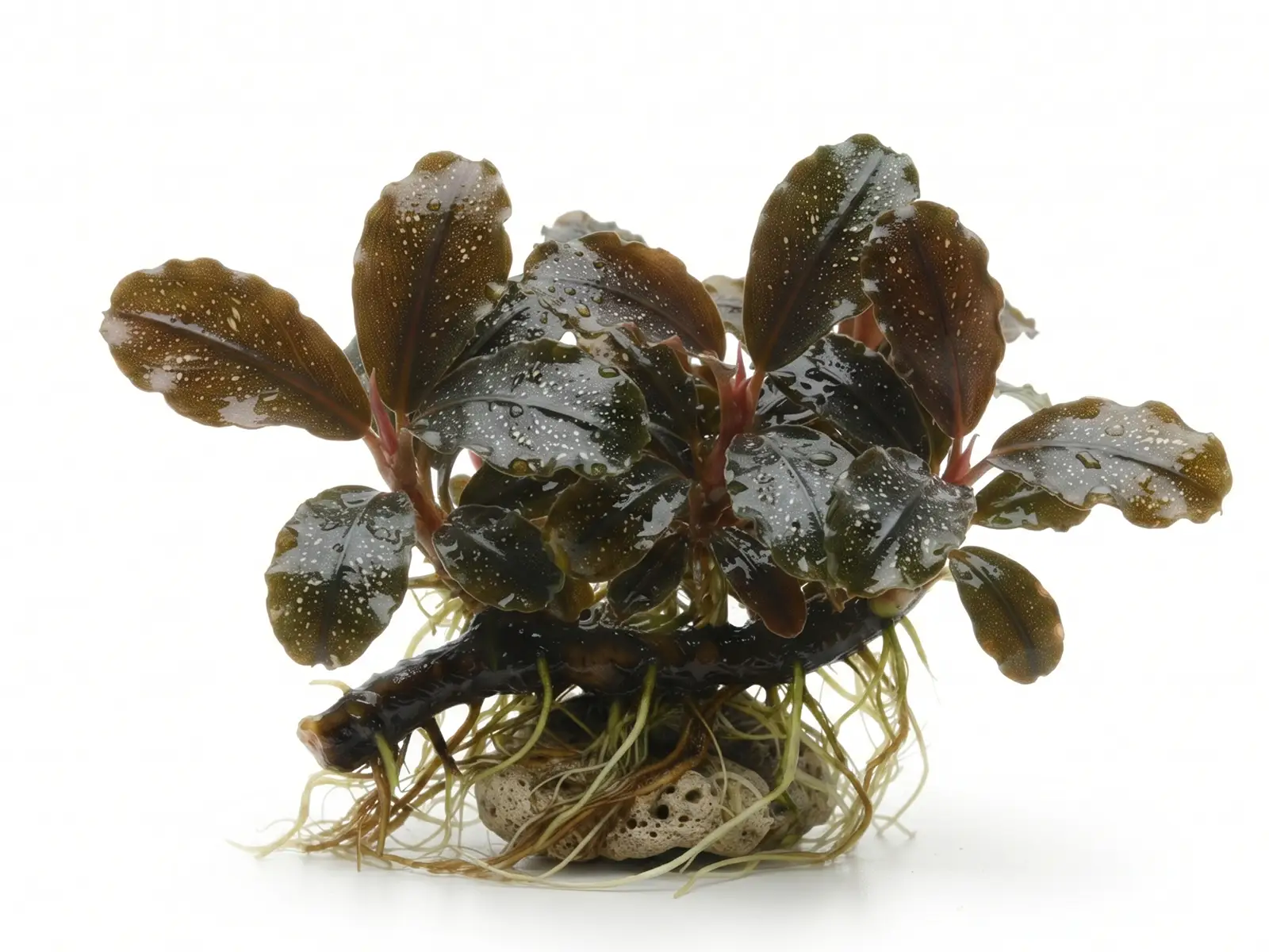 Bucephalandra 'Theia'
