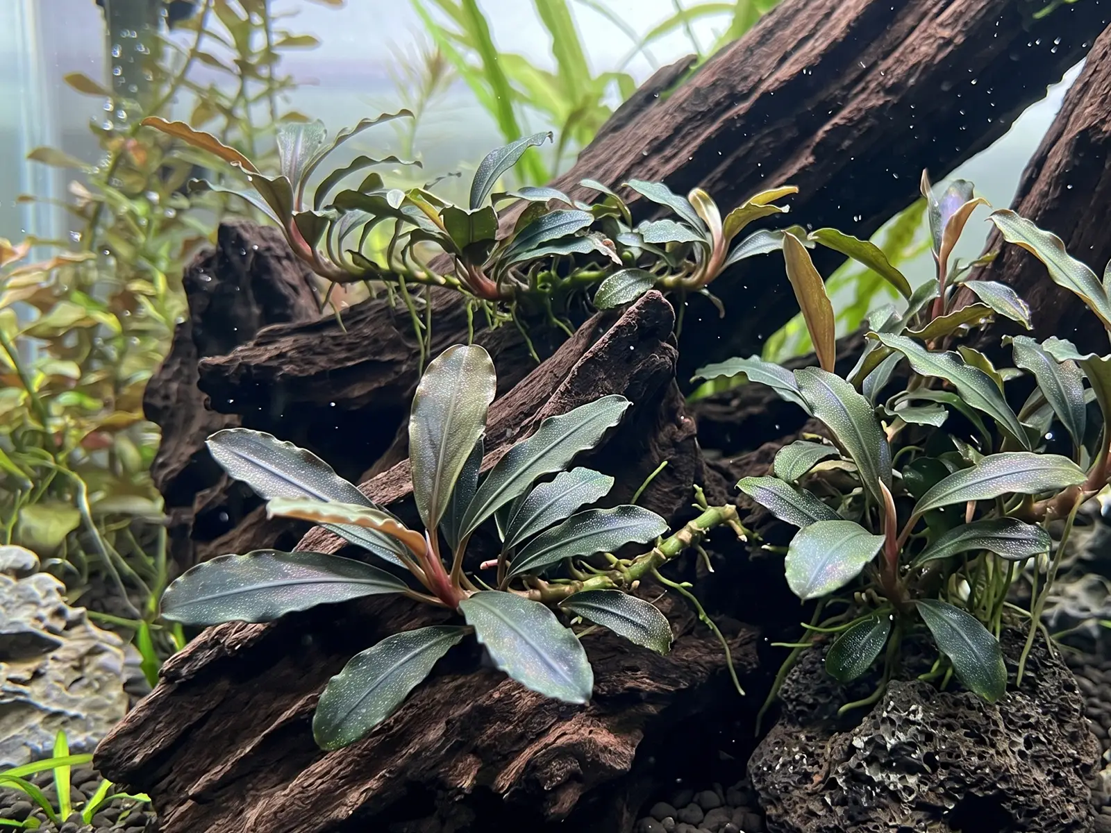 Bucephalandra 'Theia'