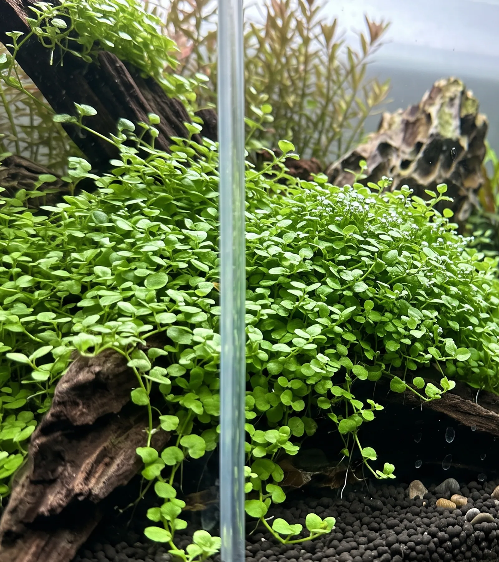 Micranthemum umbrosum