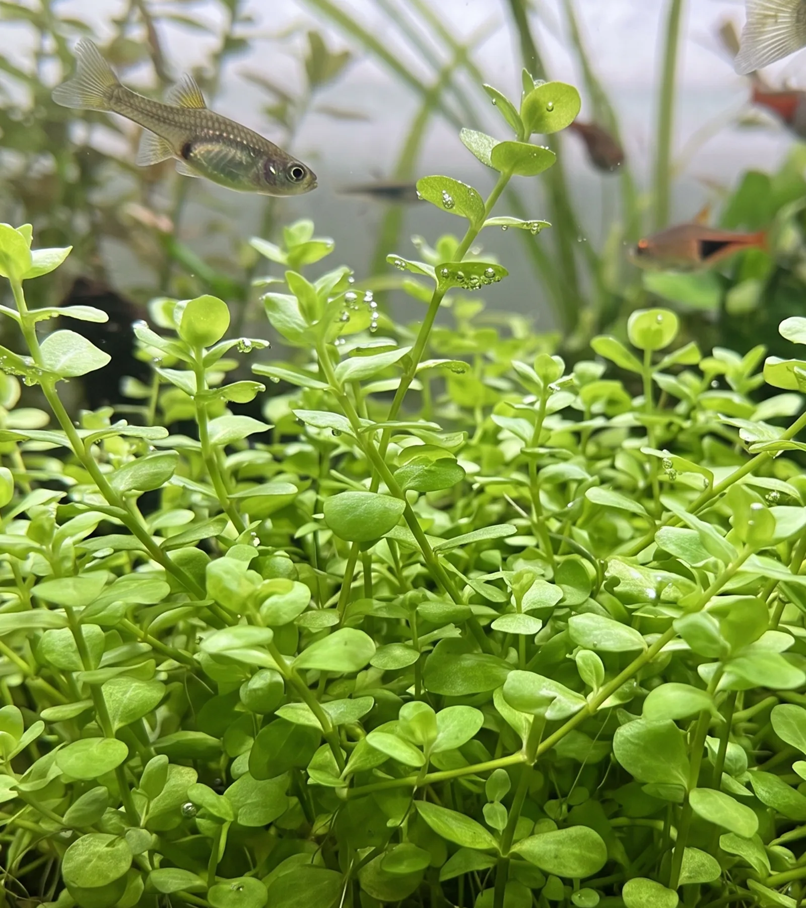 Micranthemum umbrosum