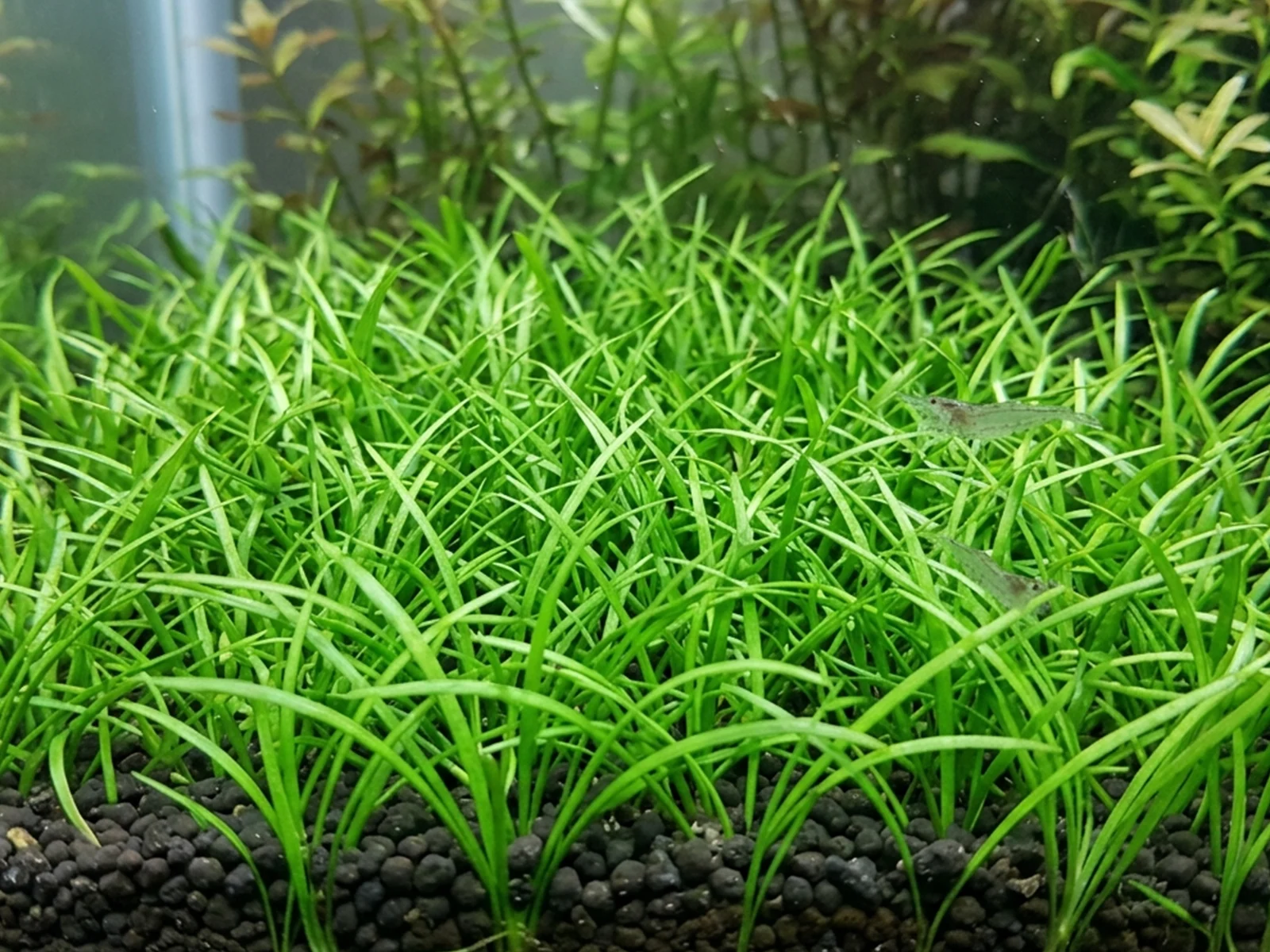 Lilaeopsis mauritiana