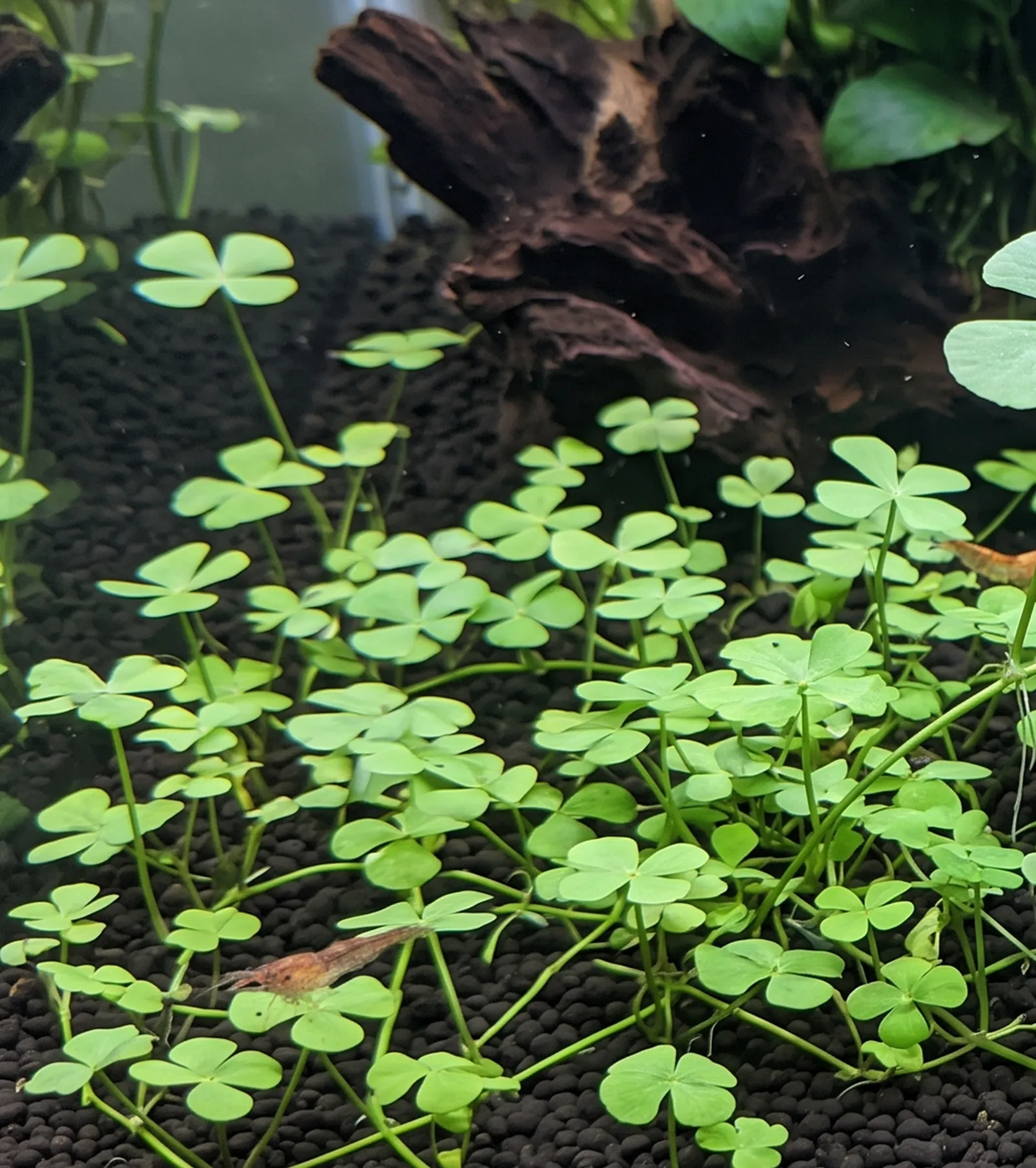 Marsilea quadrifolia