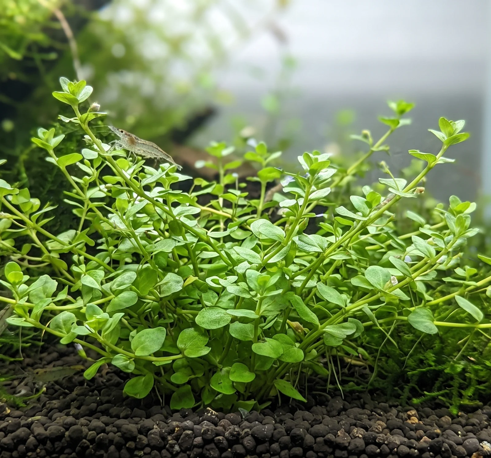Lindernia rotundifolia