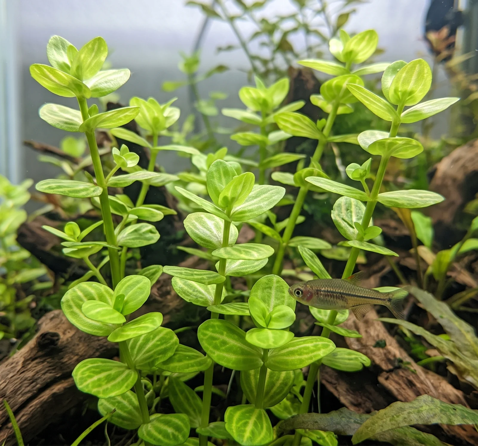 Lindernia rotundifolia aquarium plant