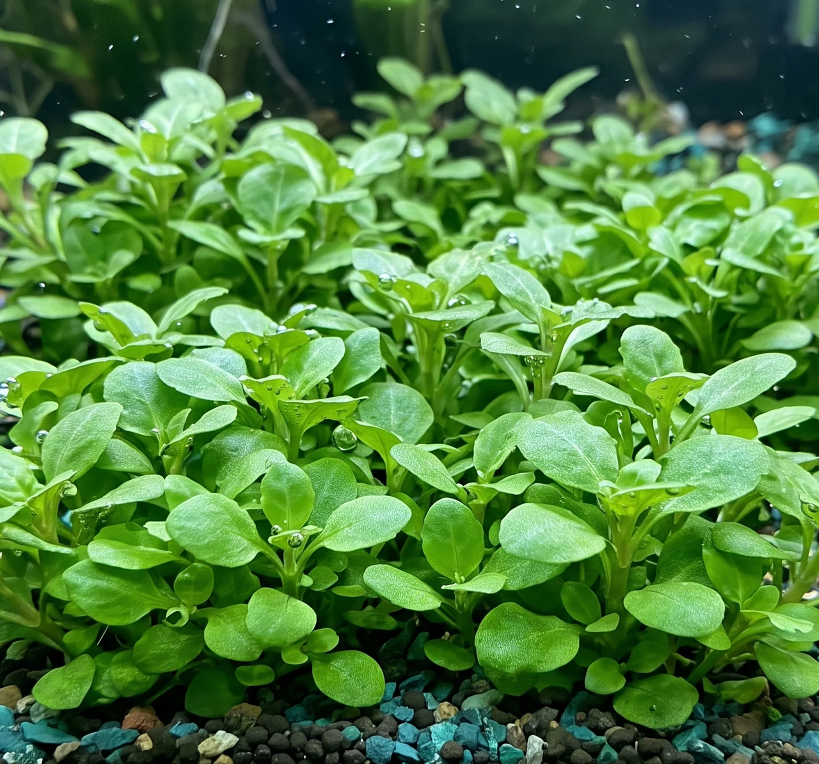 Lobelia cardinalis 'Small Form'