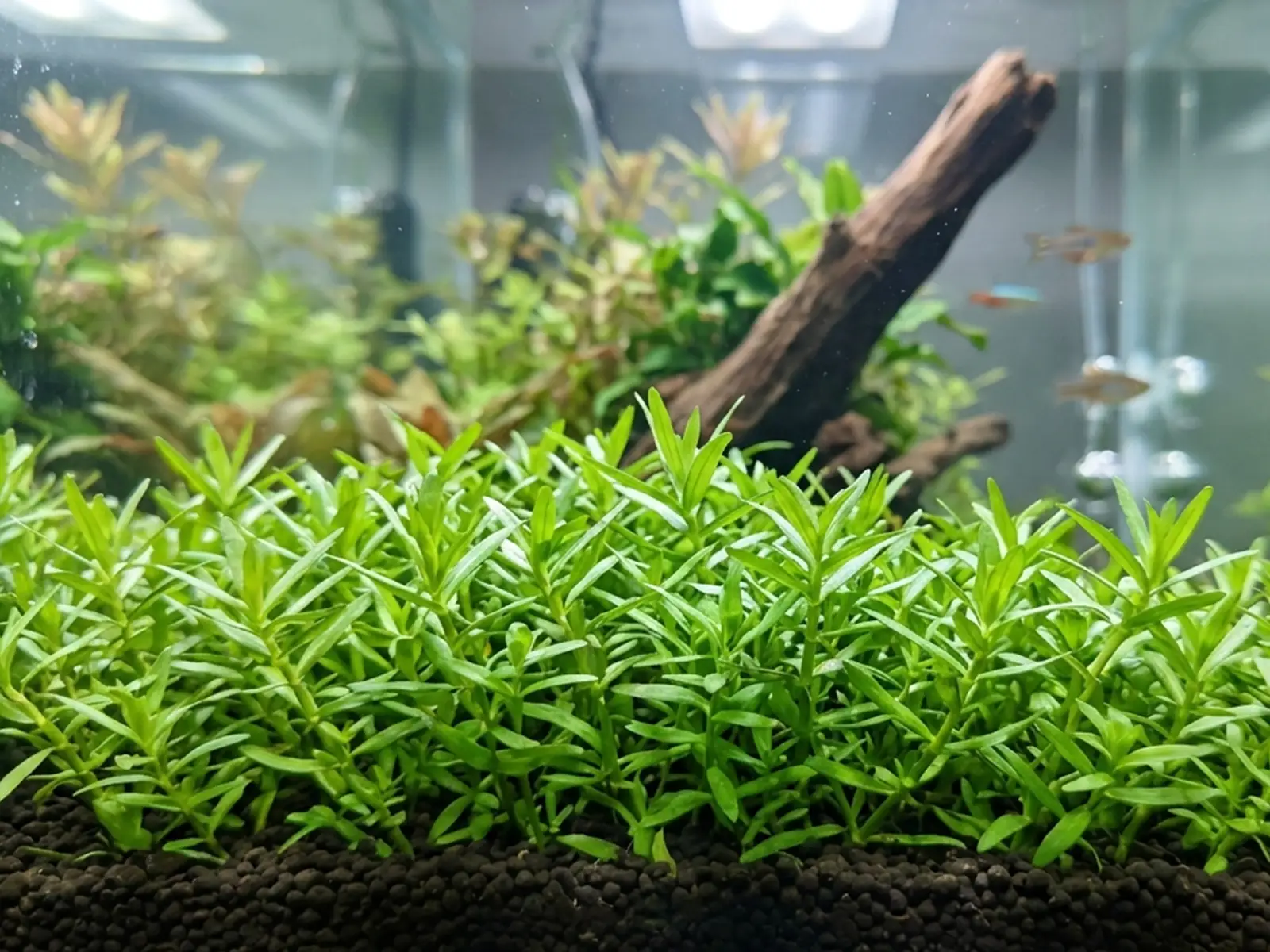 Gratiola viscidula