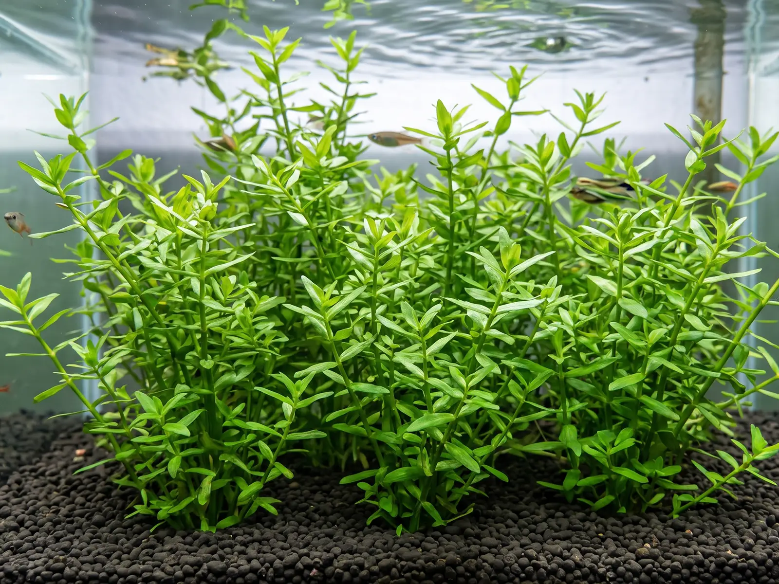 Gratiola viscidula