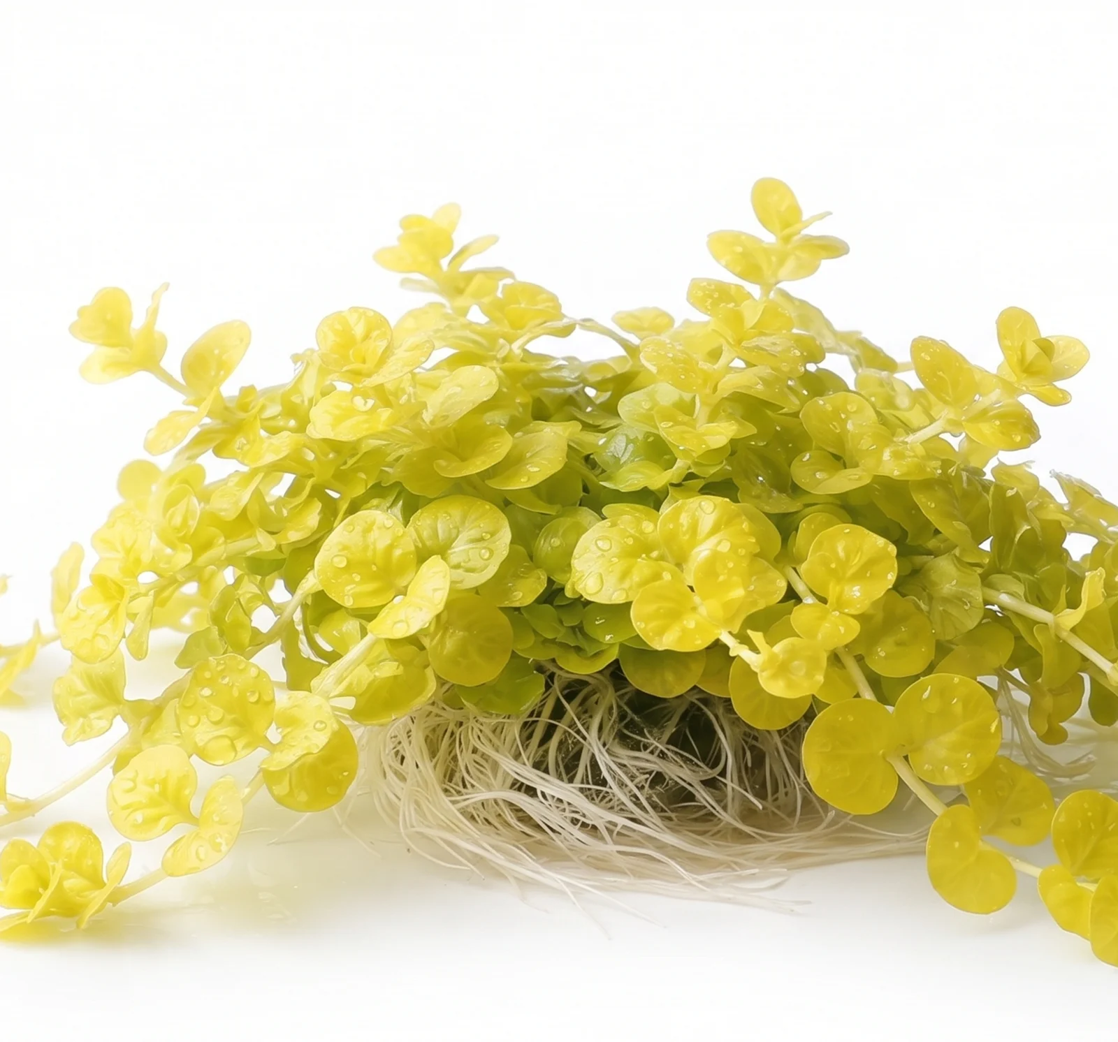 Lysimachia nummularia 'Aurea'
