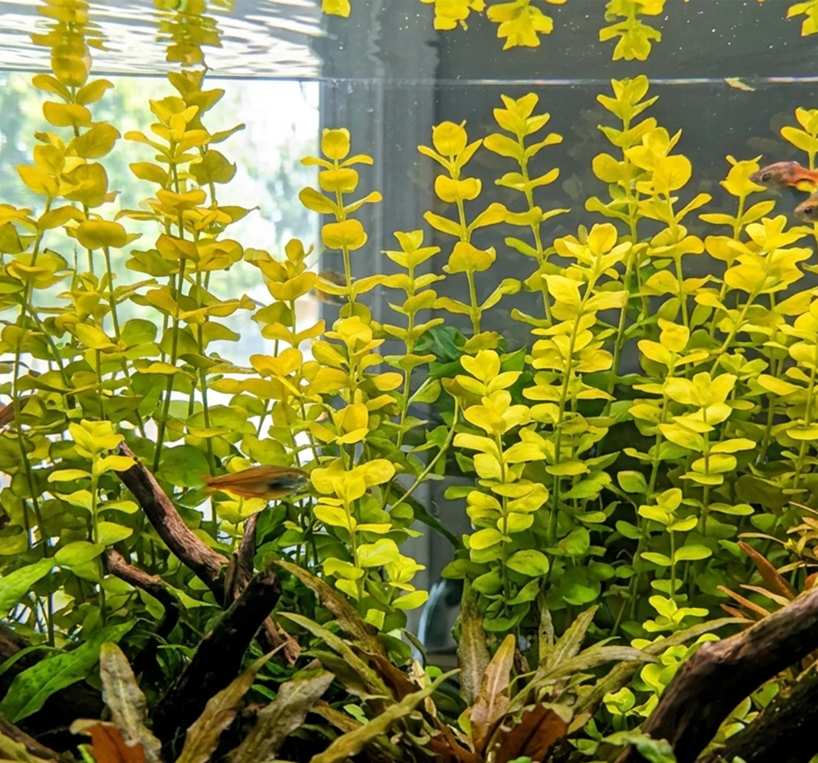 Lysimachia nummularia 'Aurea'