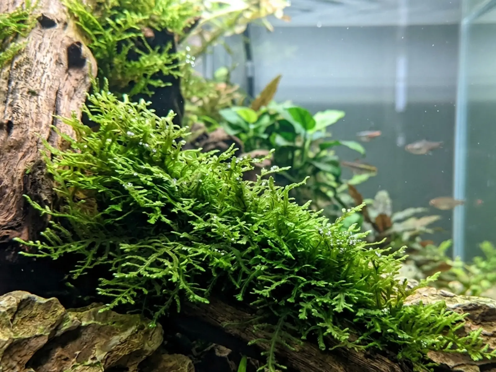 Coral Moss