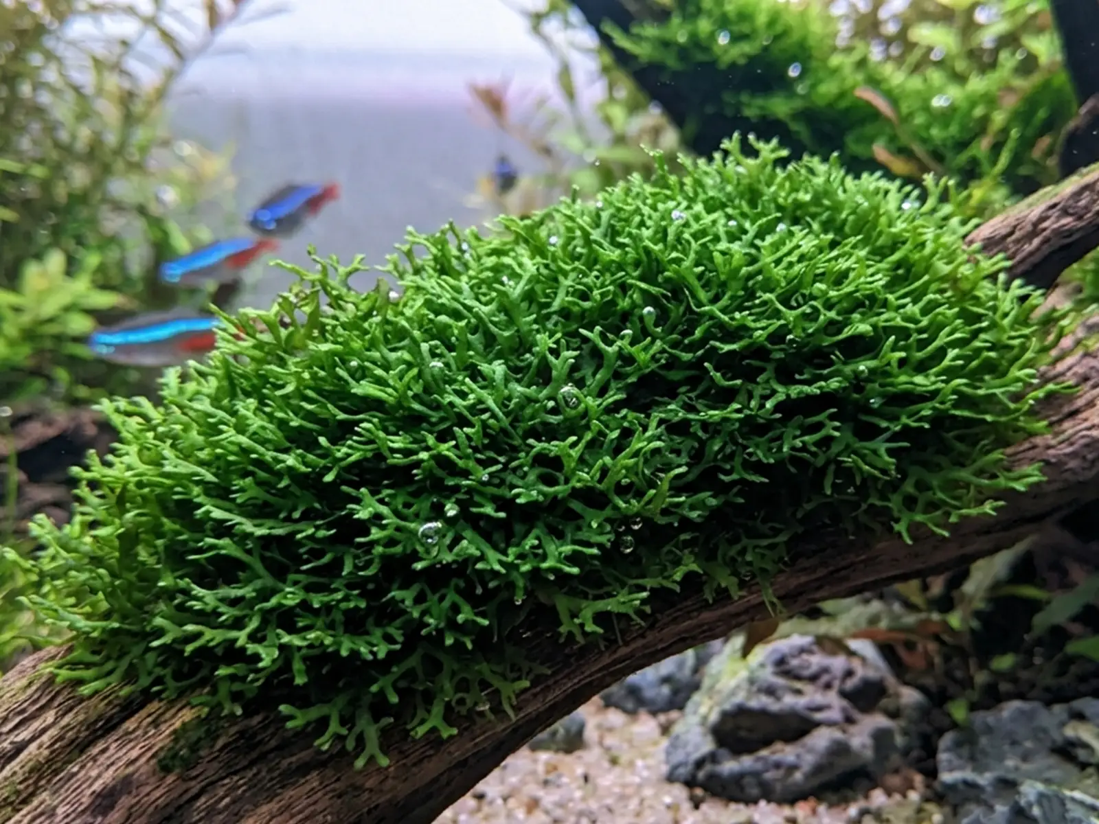 Coral Moss