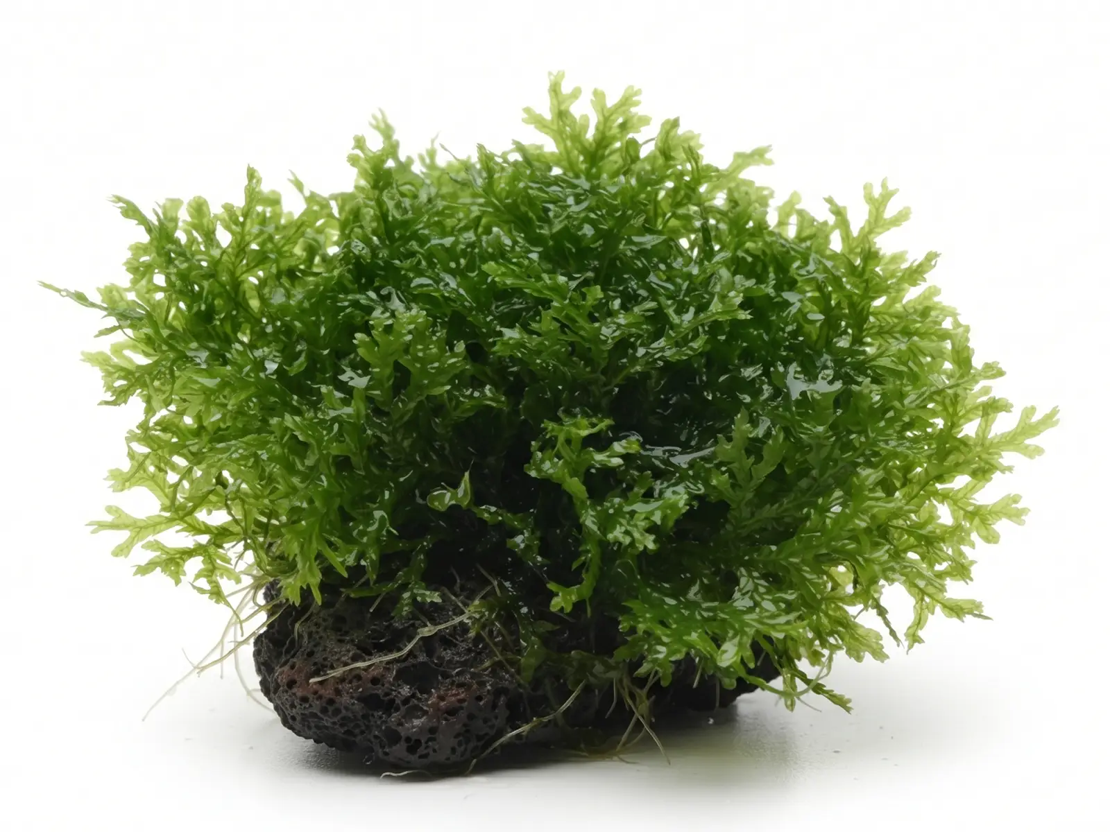 Coral Moss plant