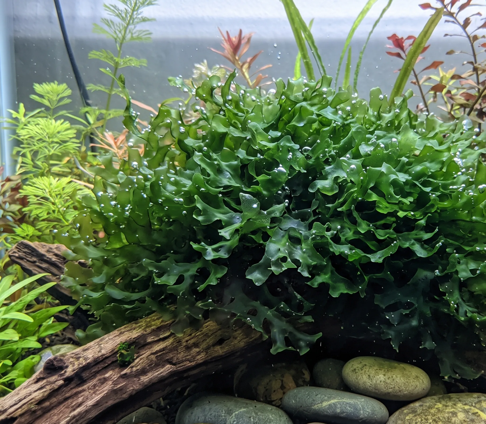 Pellia