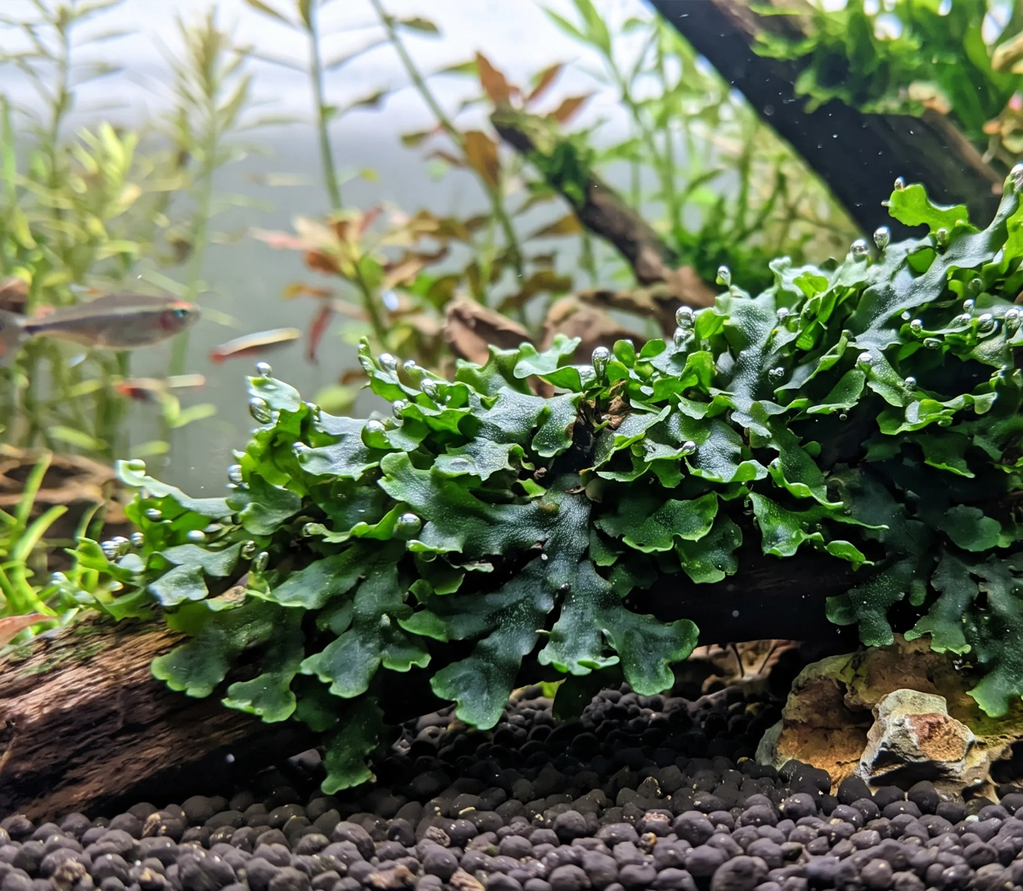 Pellia