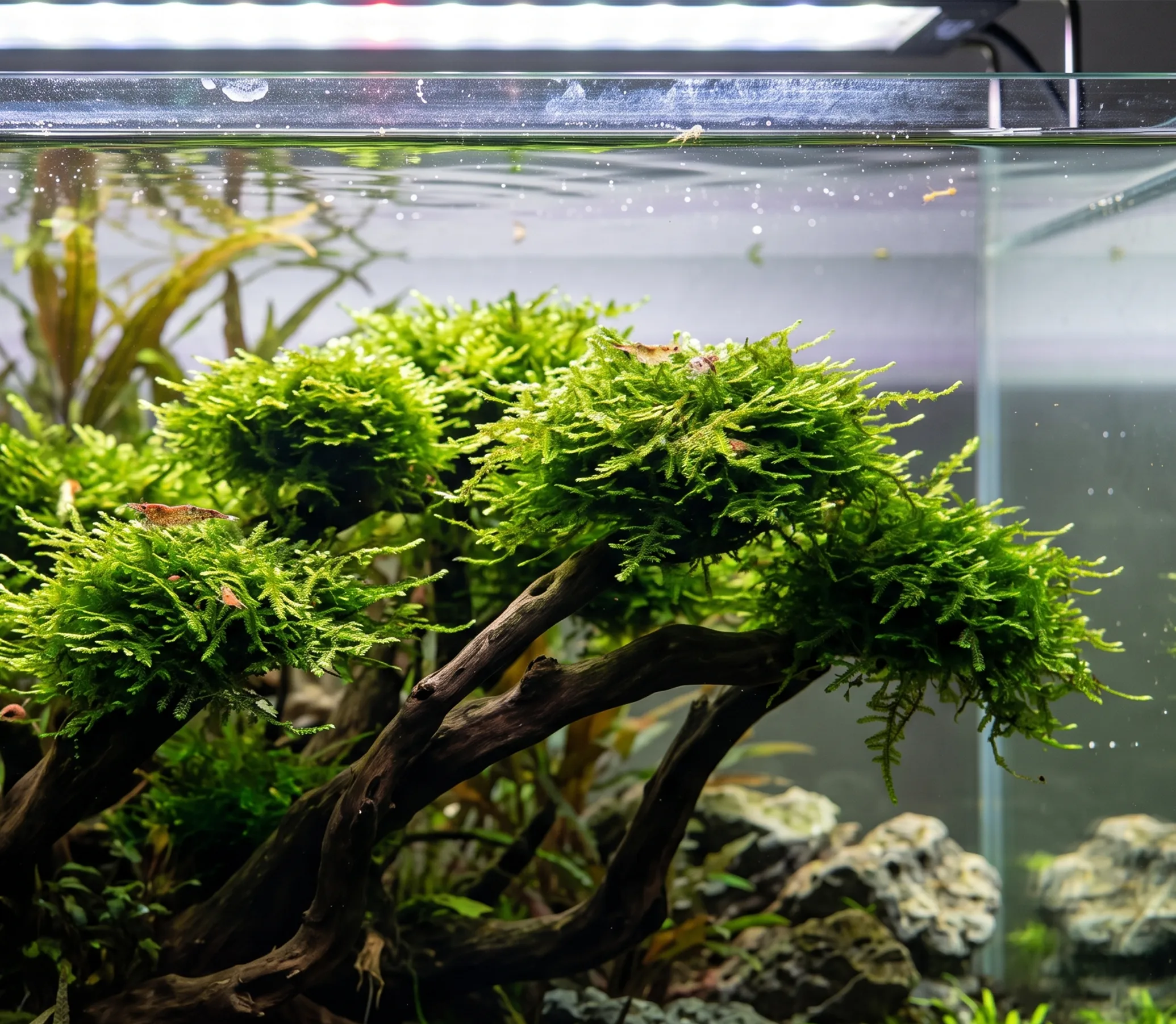 Peacock Moss