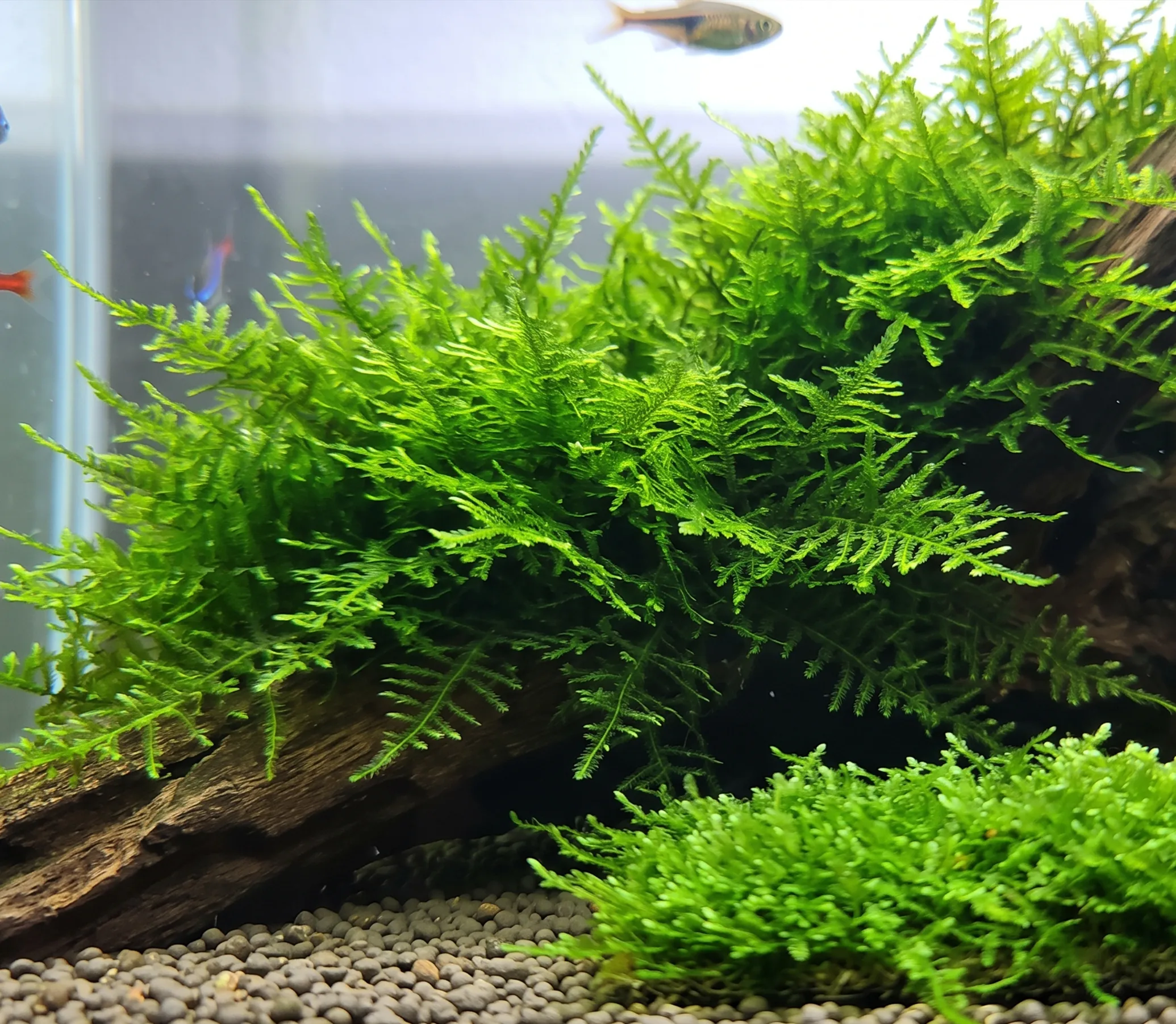 Peacock Moss