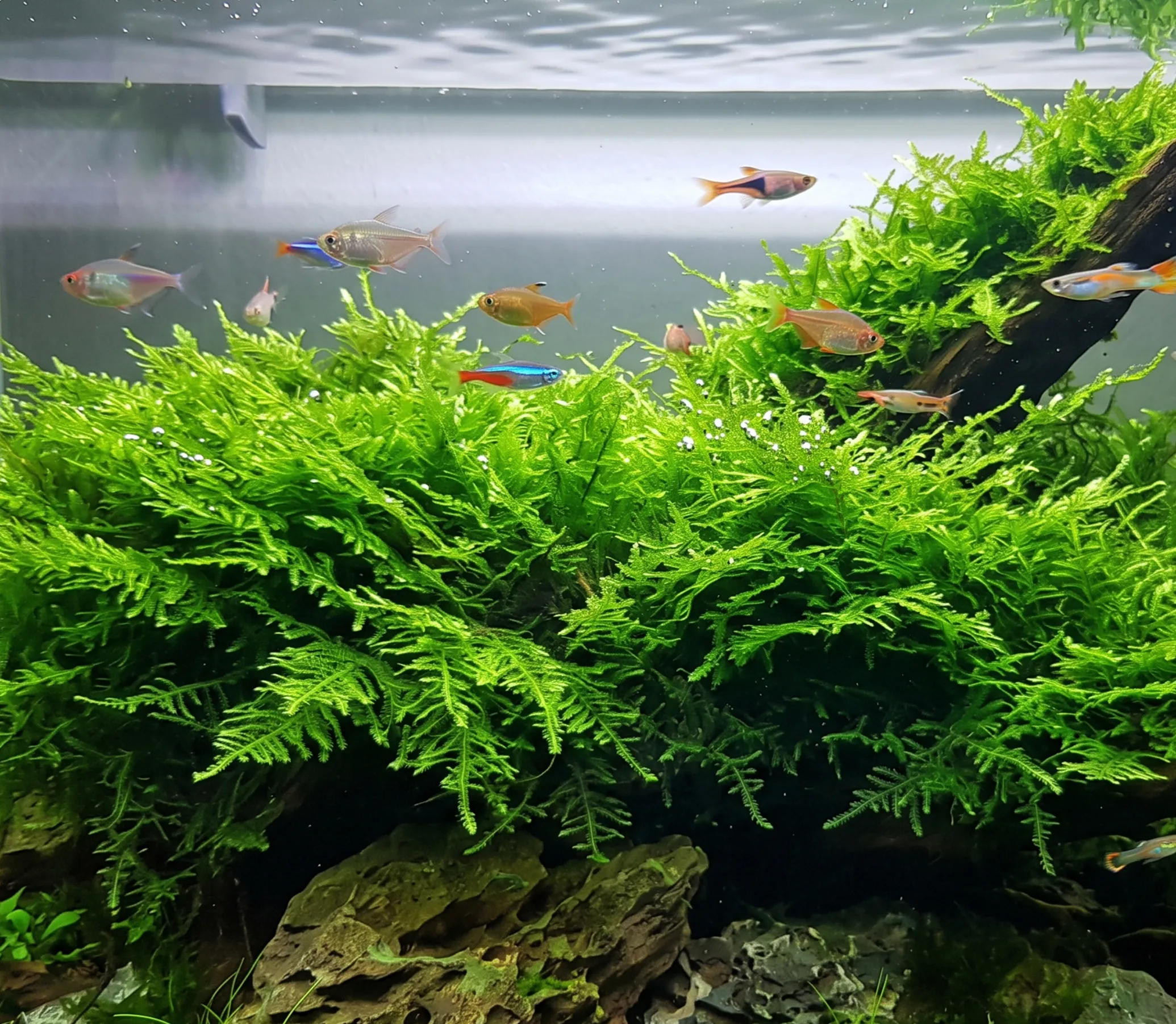 Peacock Moss