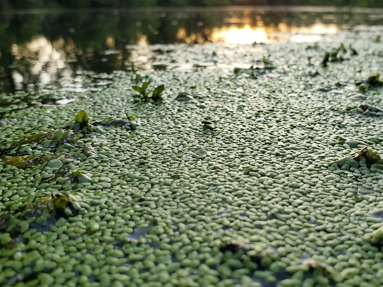 Duckweed in pond