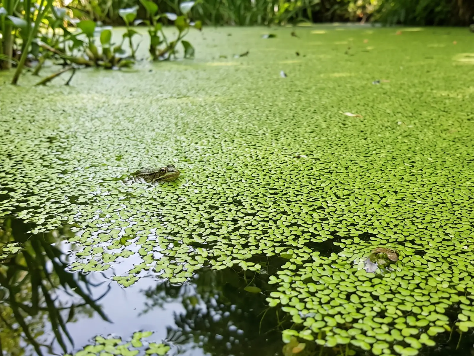 Duckweed