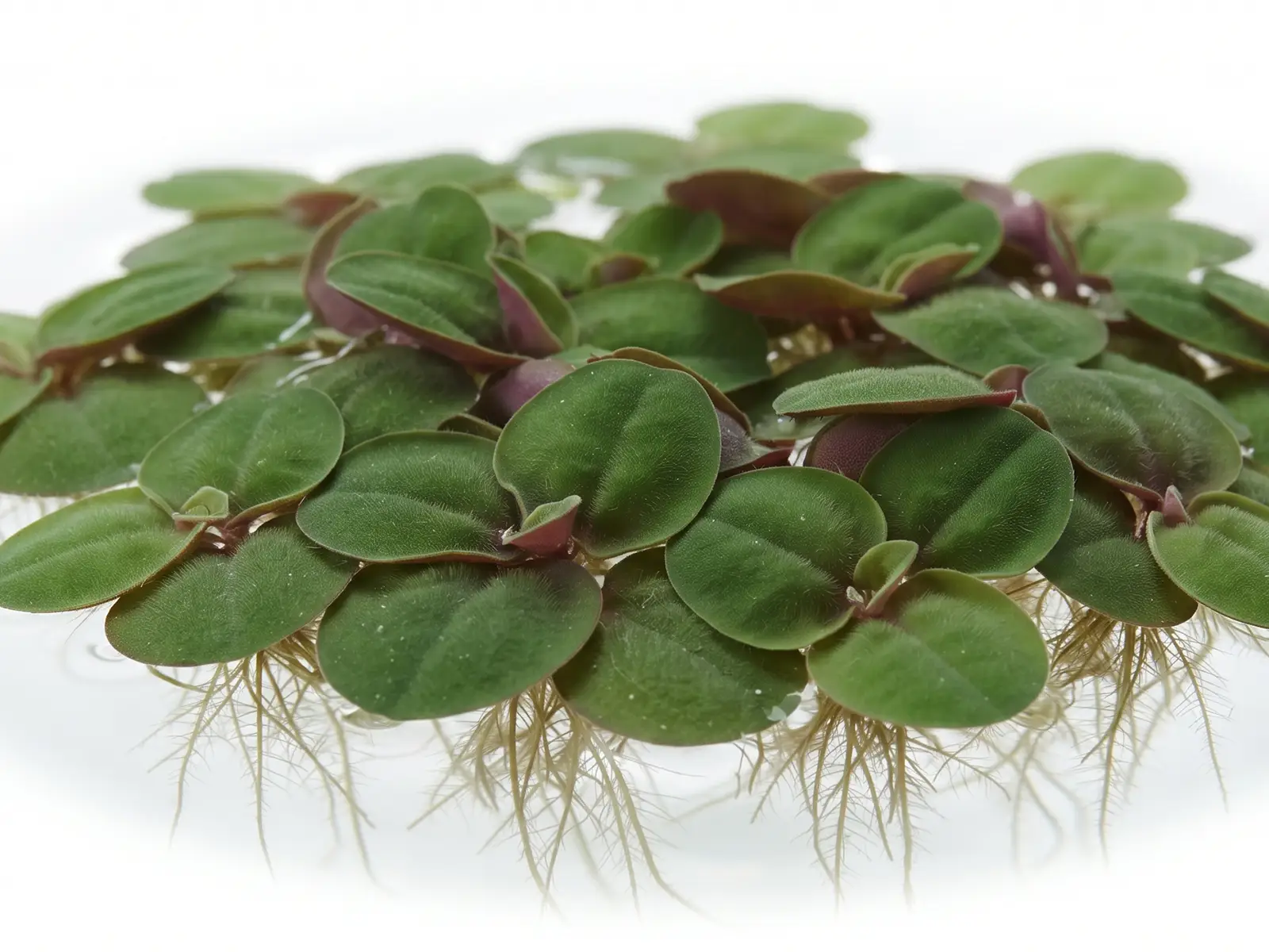 Giant Duckweed