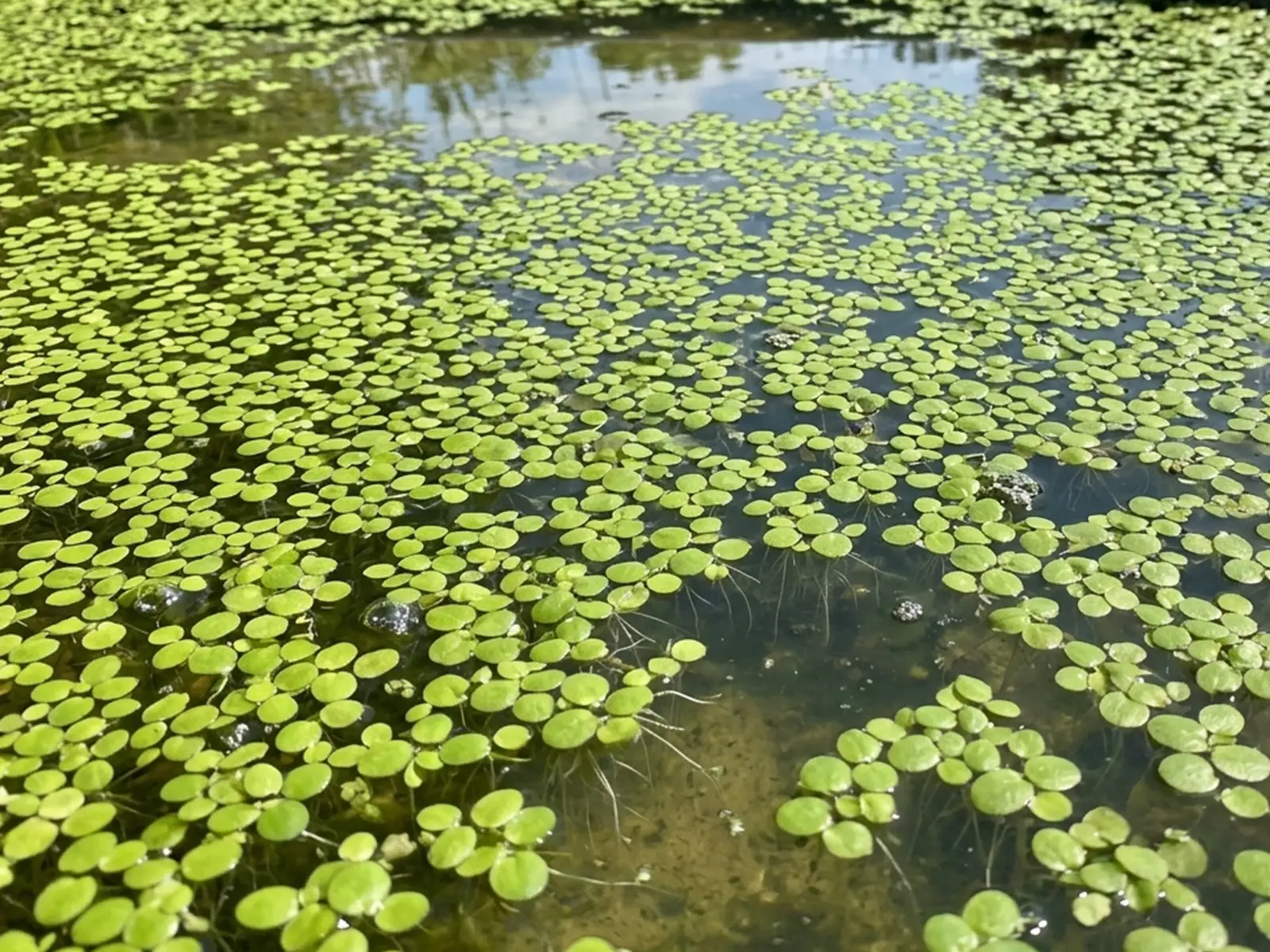 Giant Duckweed