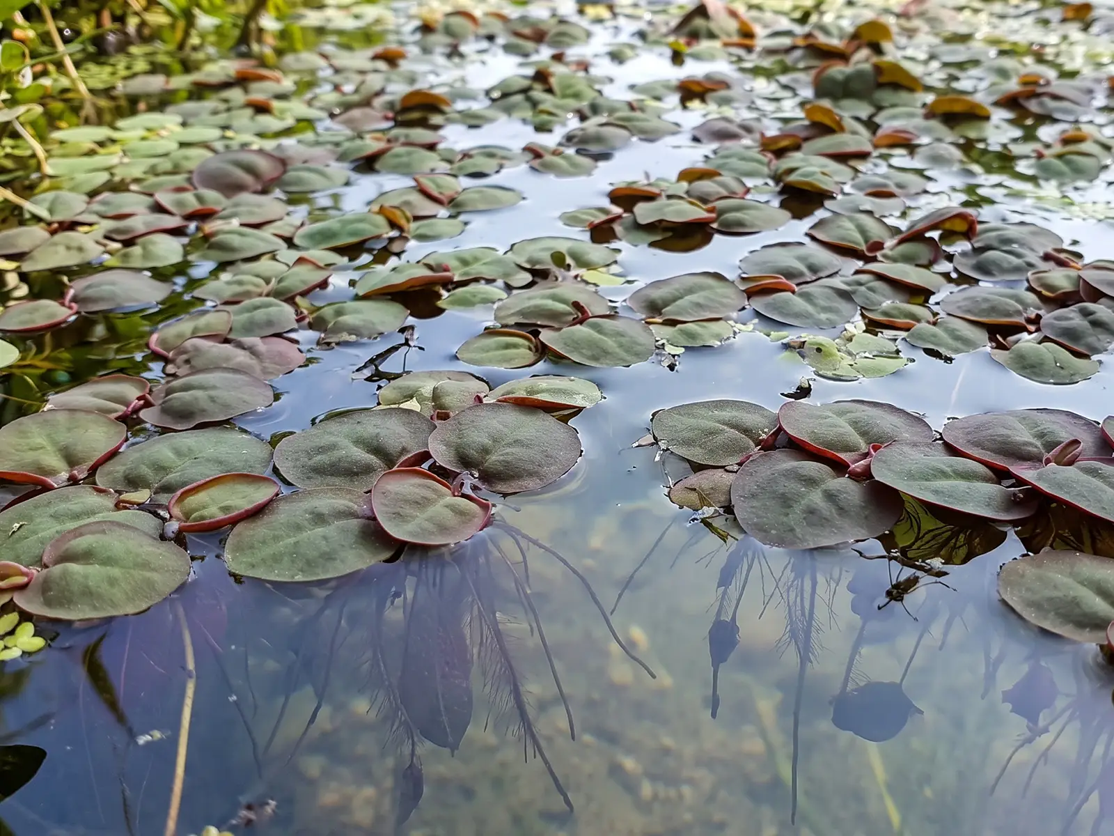 Giant Duckweed