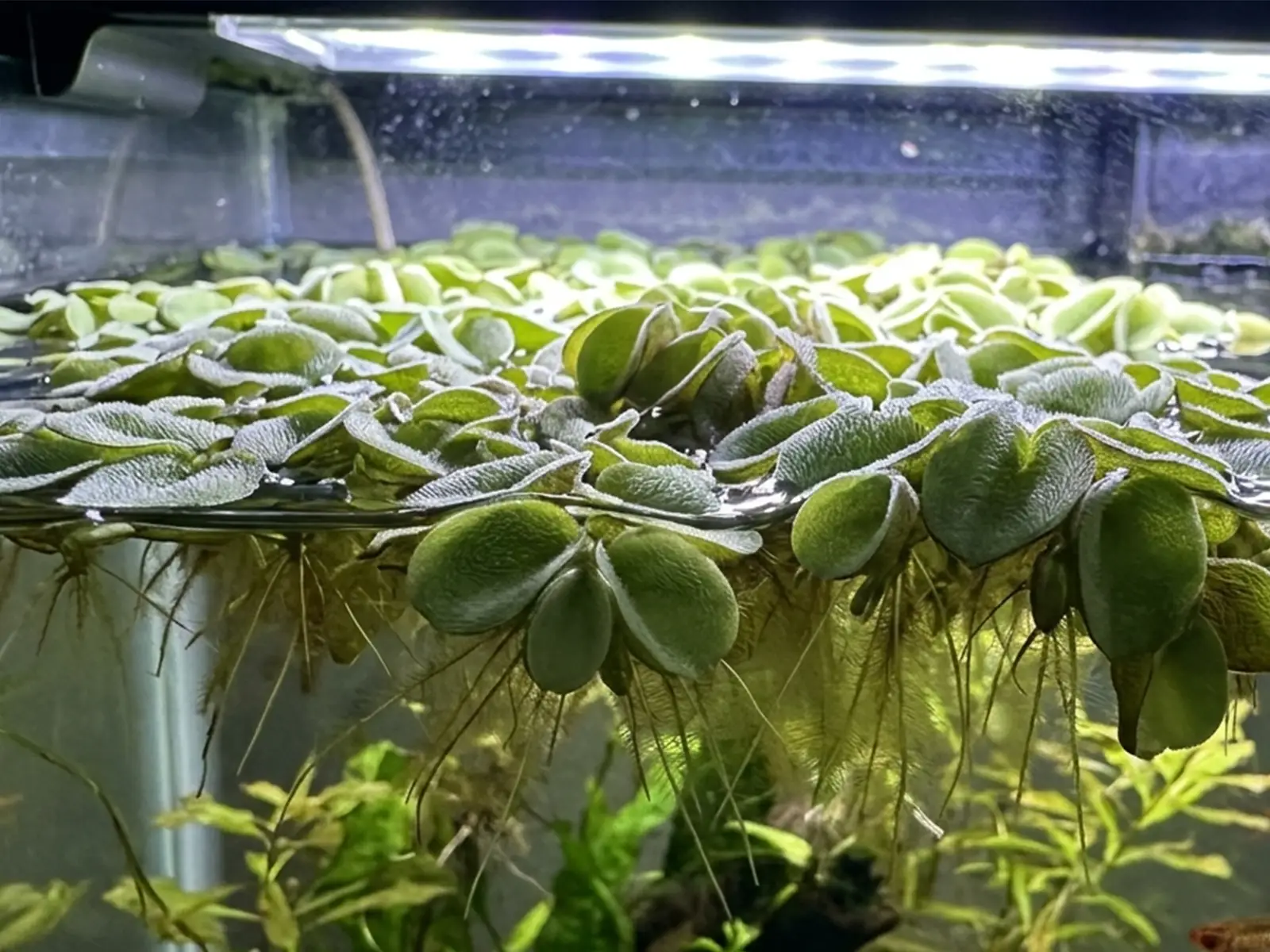 Salvinia cucullata in fish tank