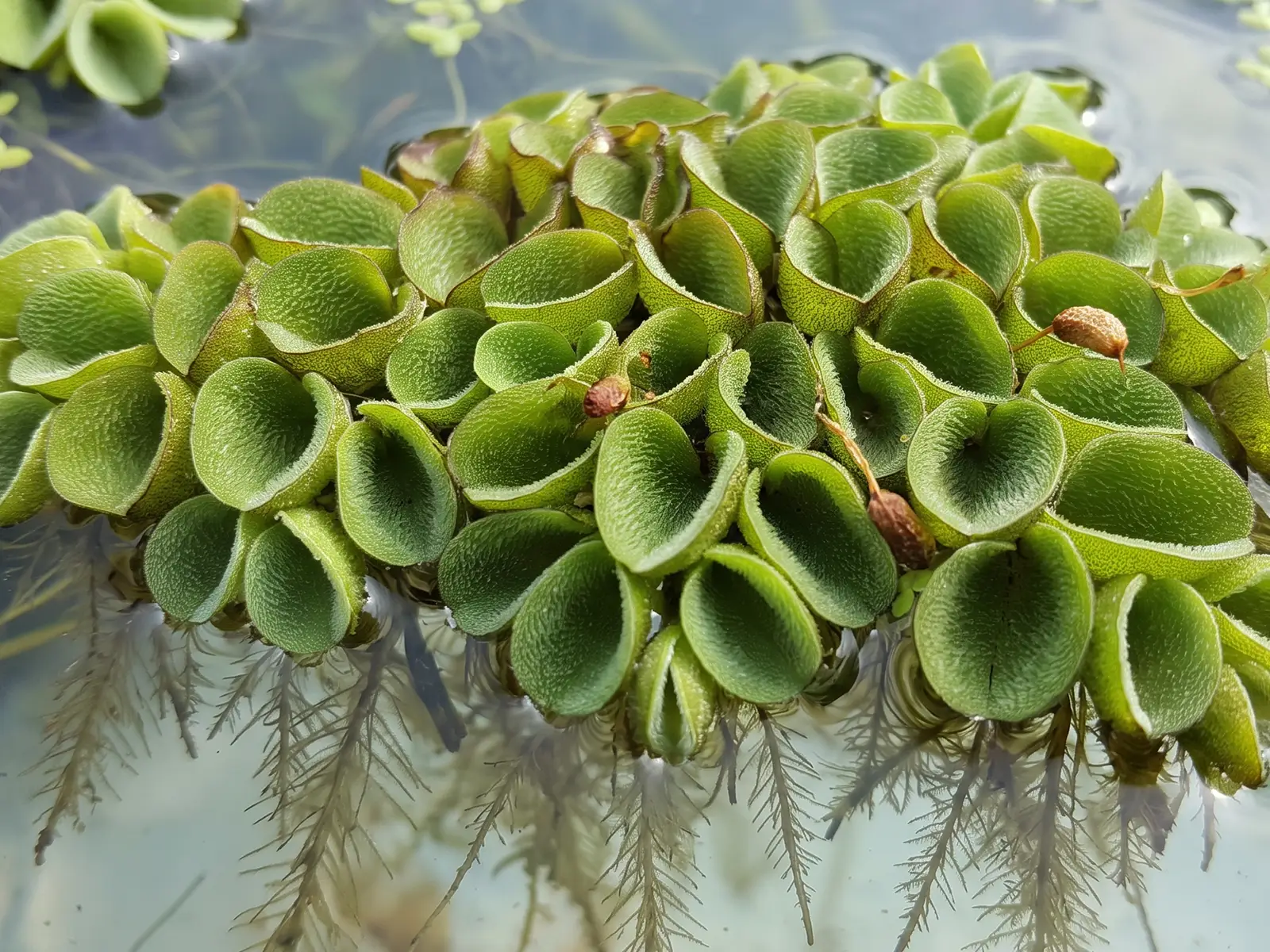 Asian Watermoss